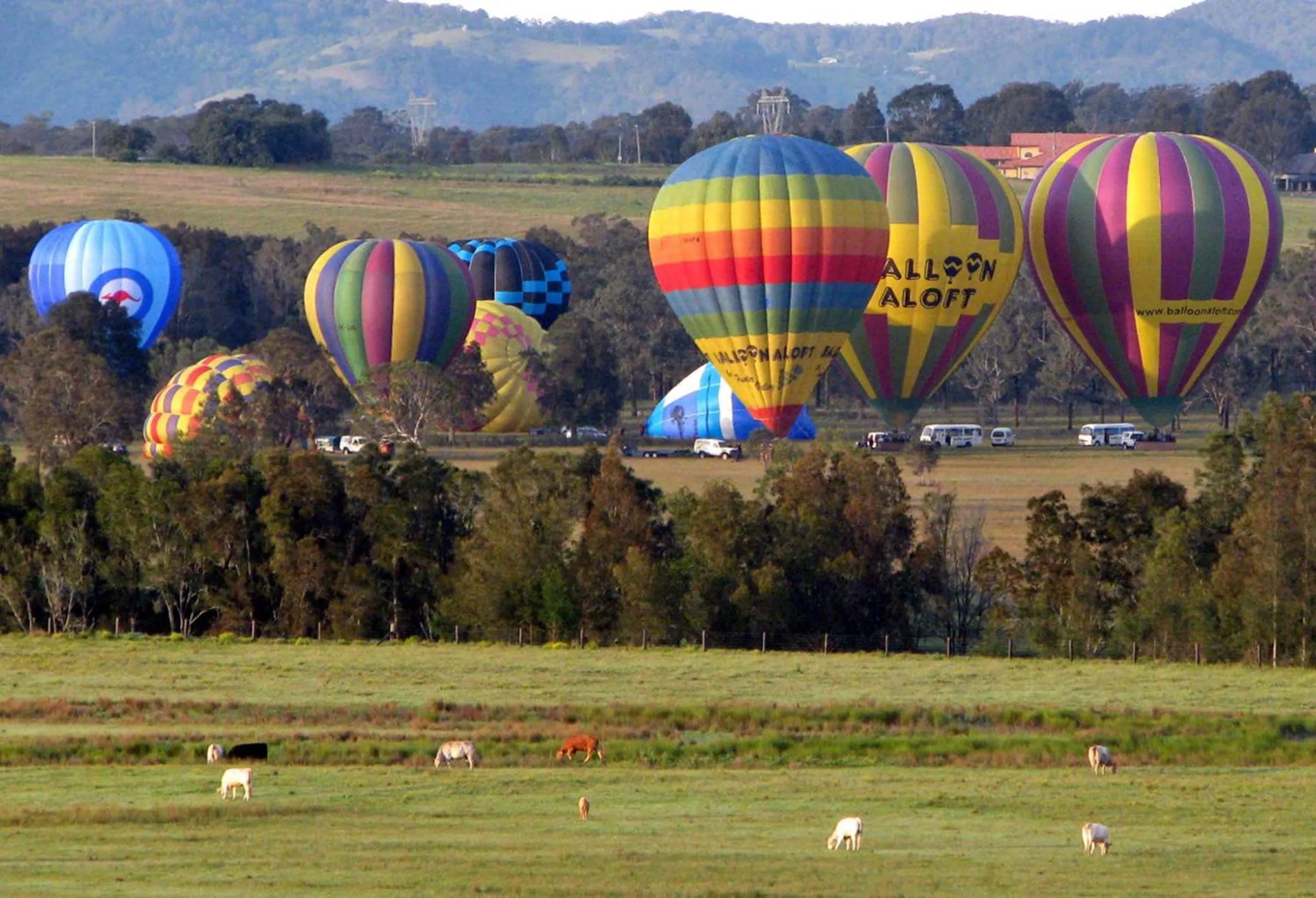 Activities in Adina Vineyard