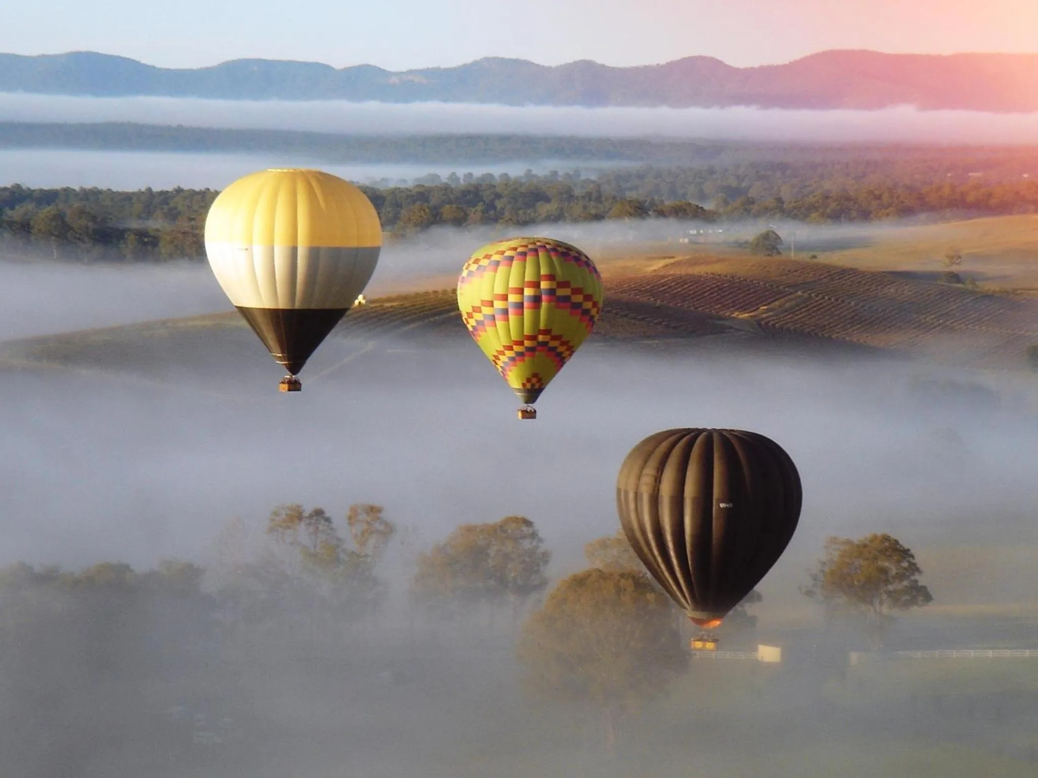 Activities in Adina Vineyard