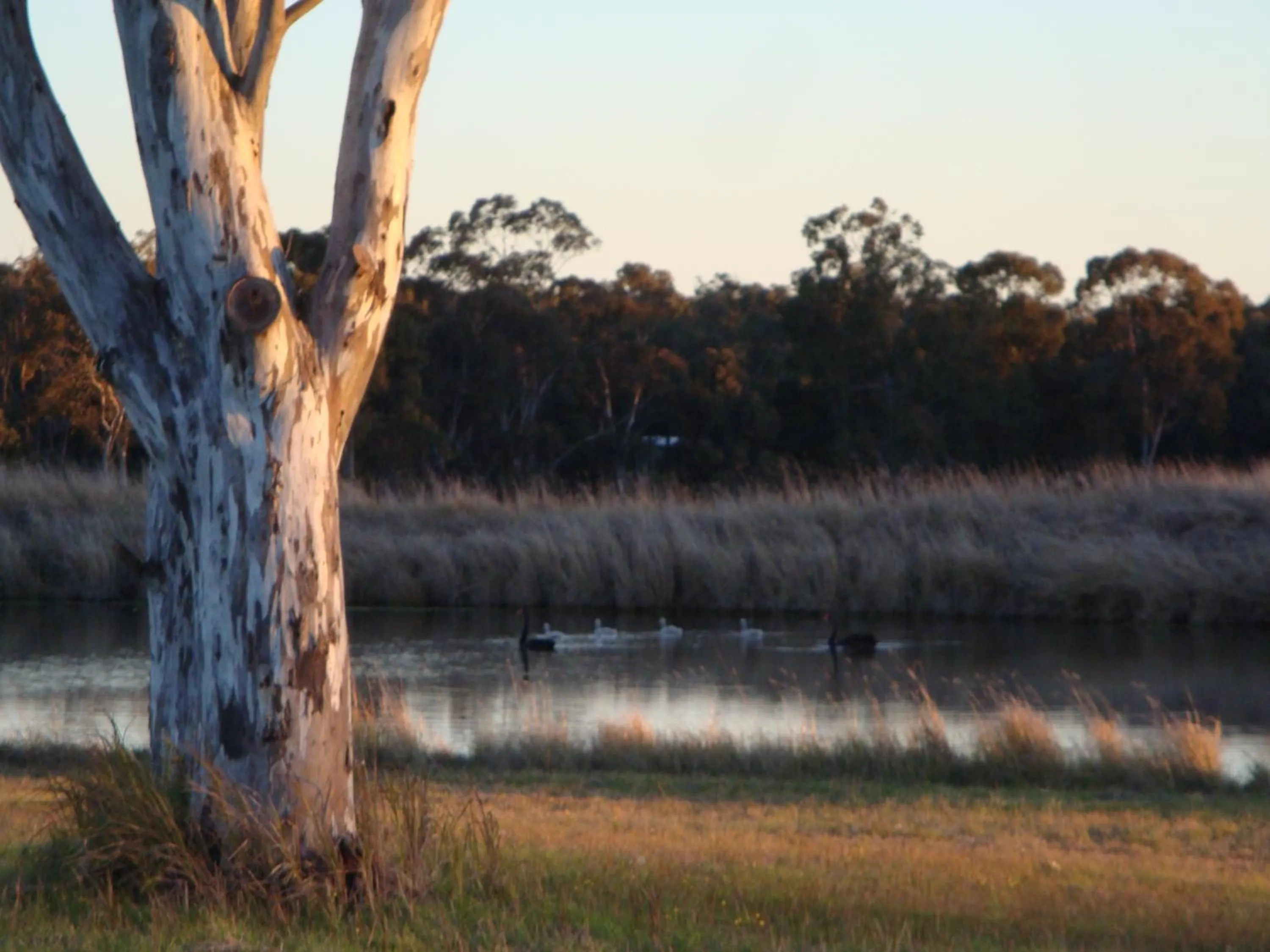 Animals in Adina Vineyard