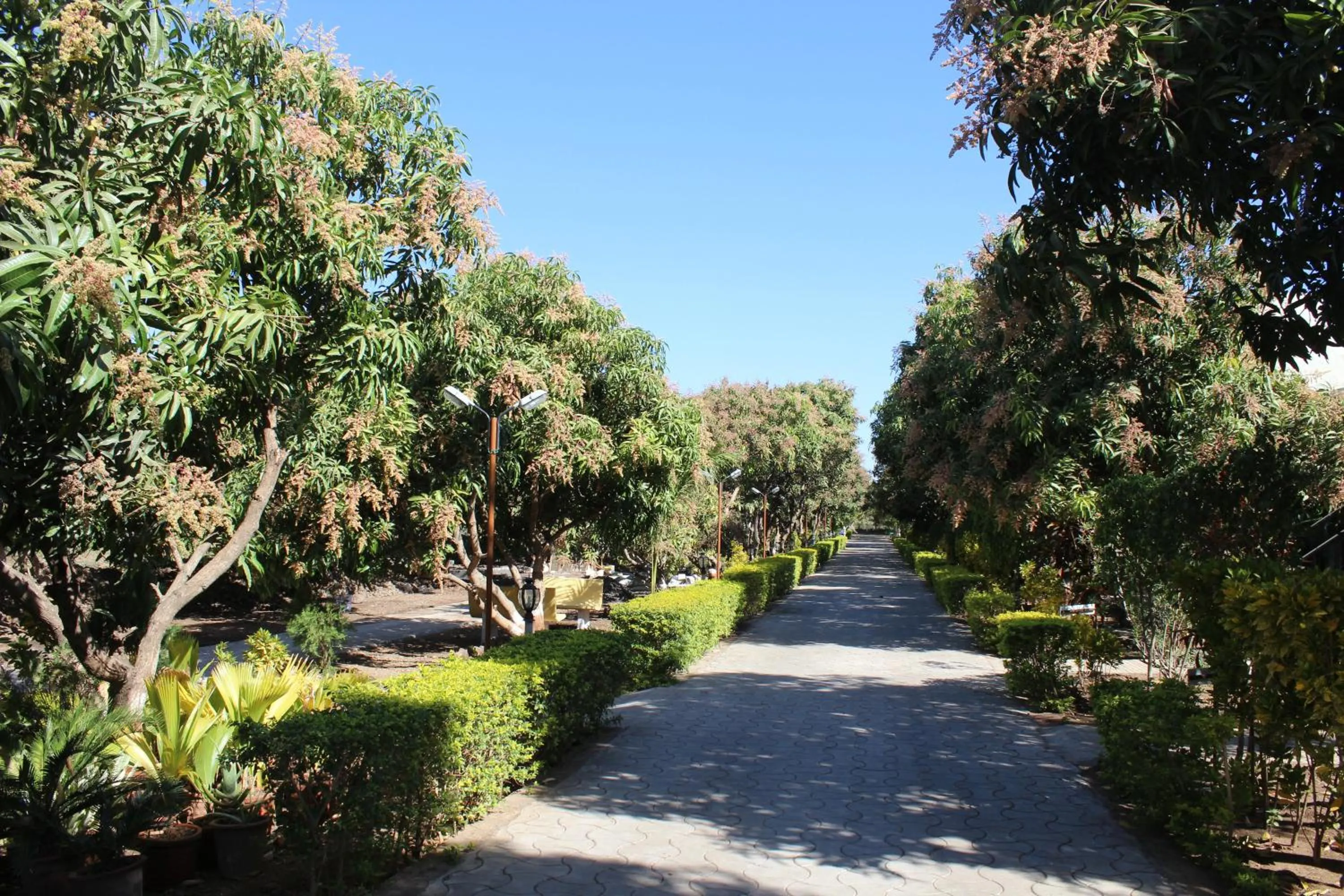Natural landscape in Gir Jungle Lodge