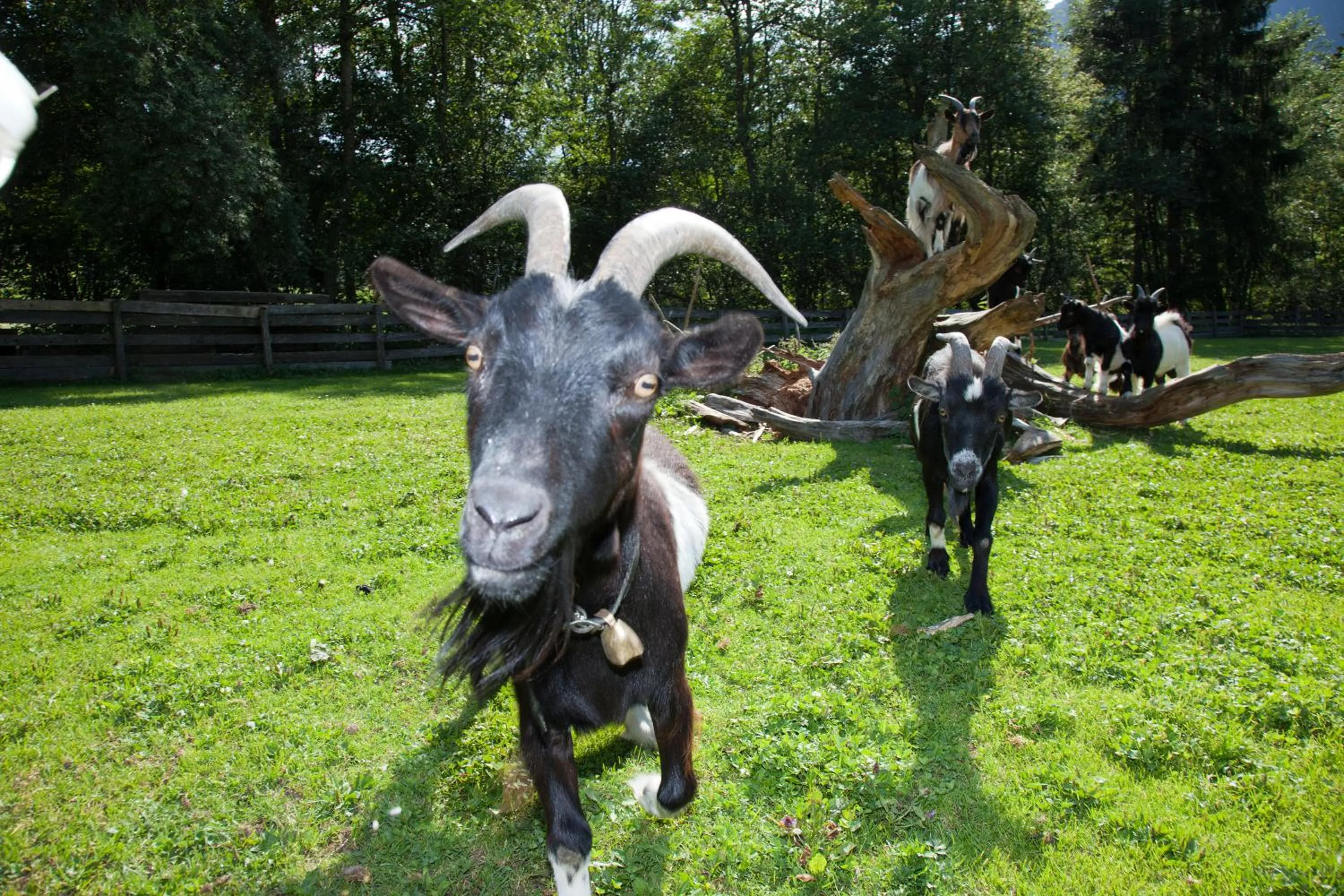 Other in Hotel Berghof