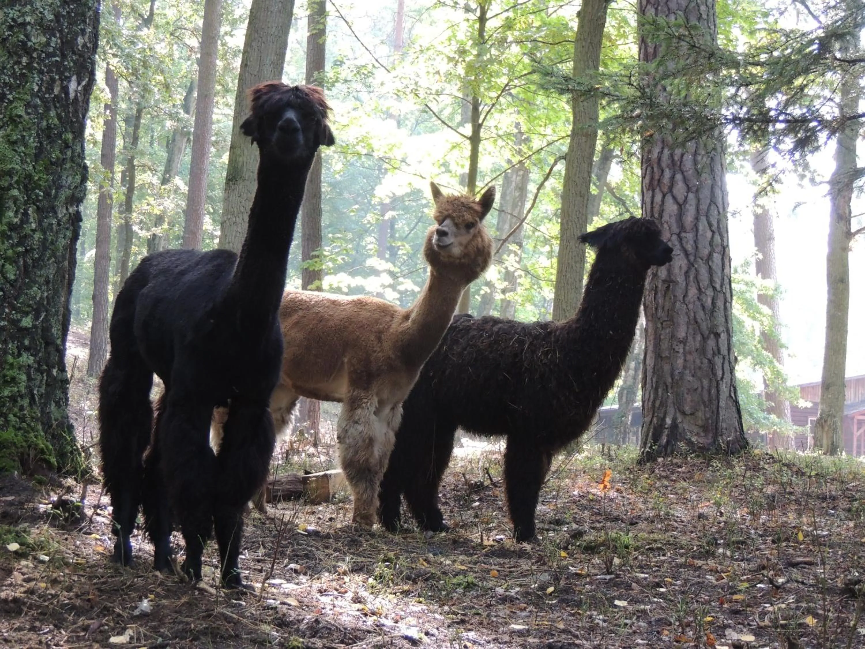 Animals in Hotel Nidzki