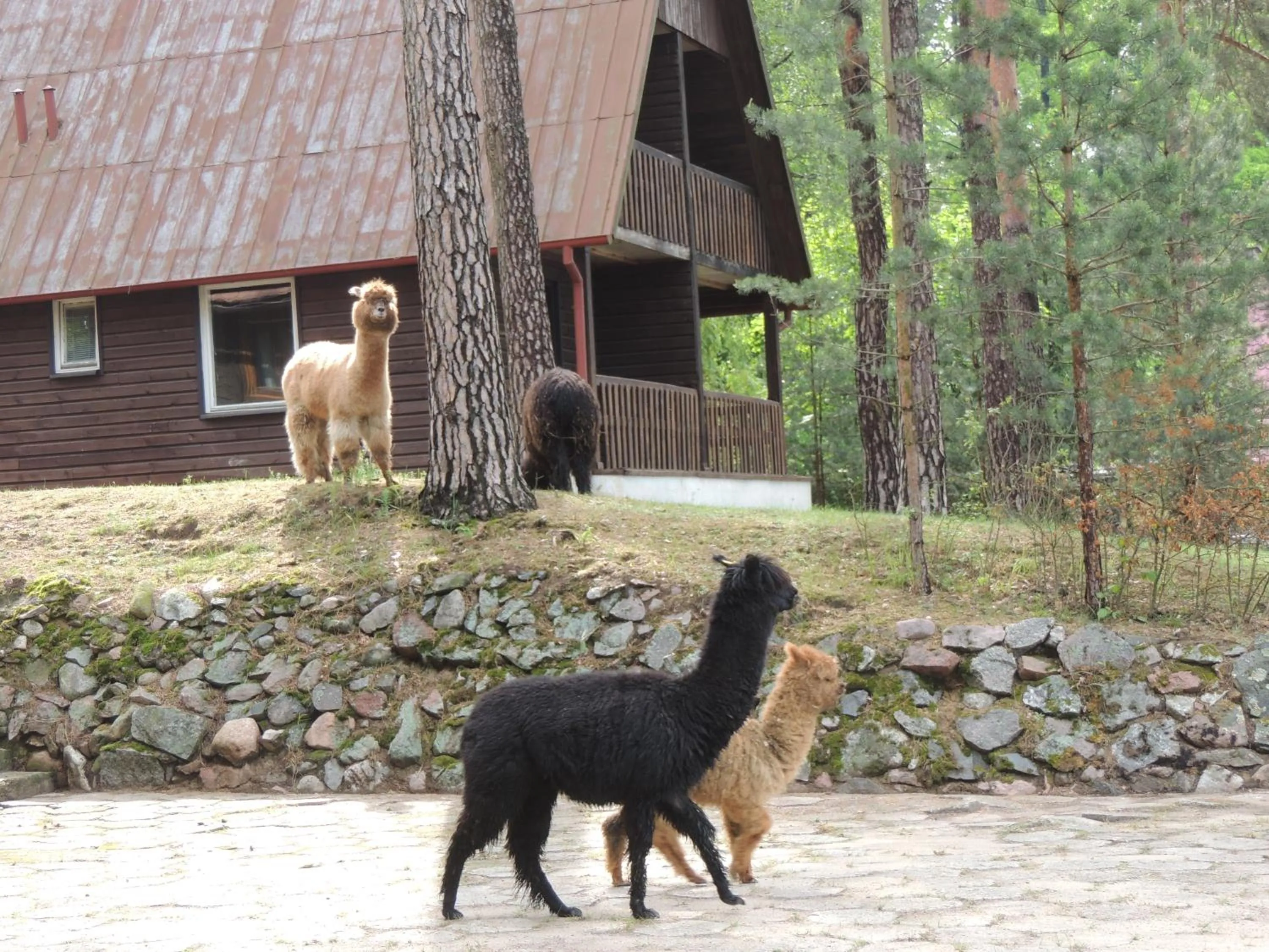 Animals in Hotel Nidzki