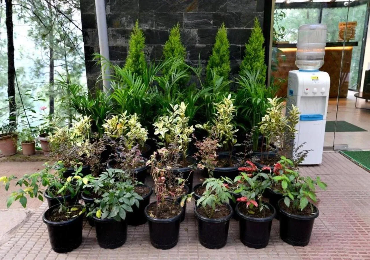 Area and facilities in Kasauli Hills Resort