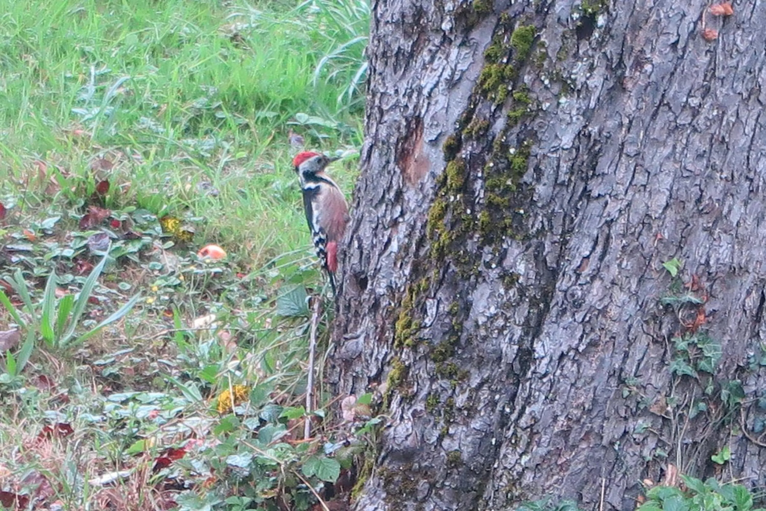 Garden in B&B Sigrid Braun-Budde