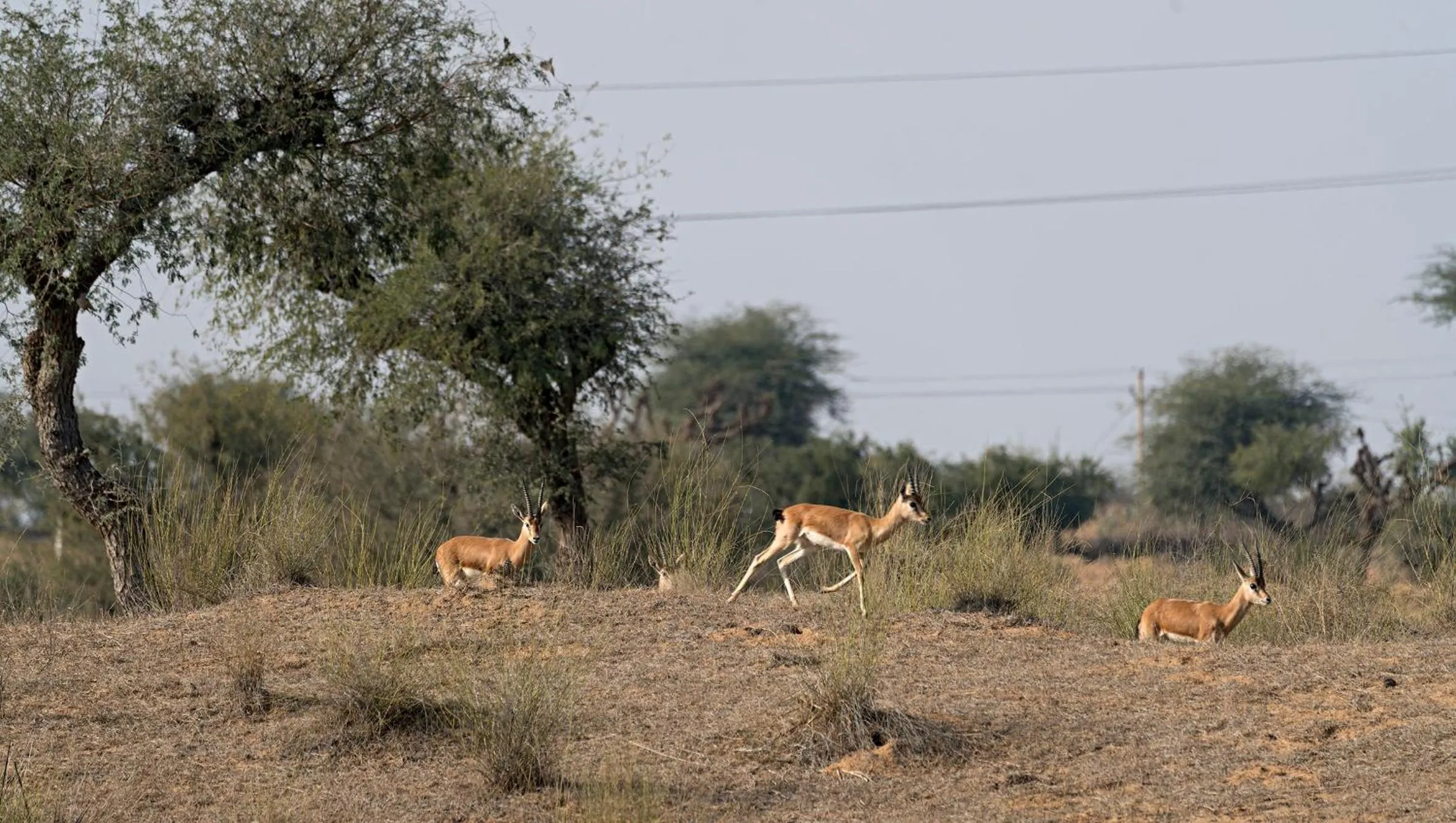 Activities in Alsisar Mahal- Heritage Hotel