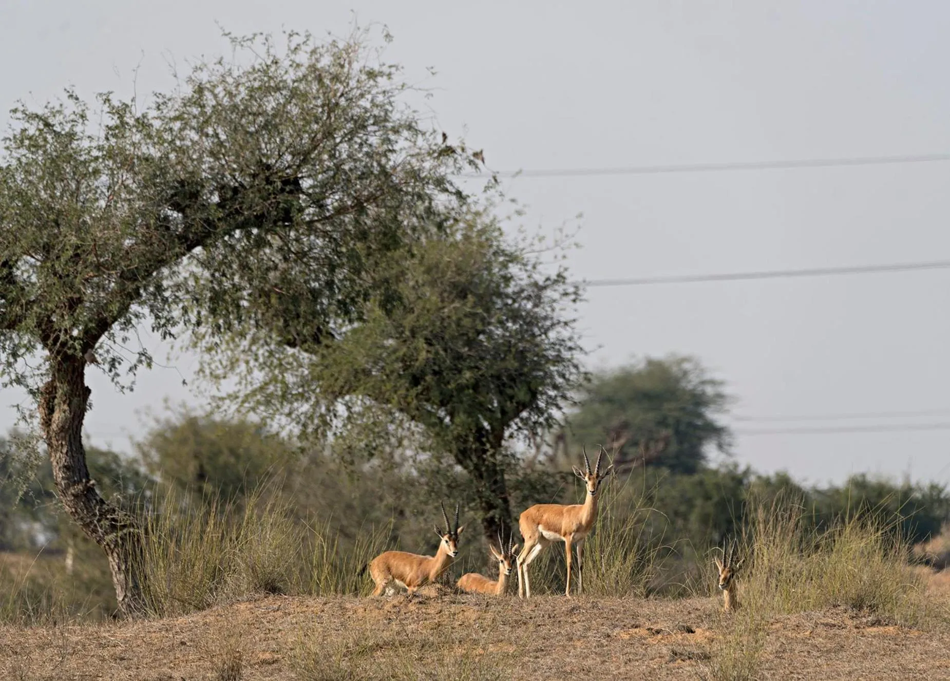 Activities in Alsisar Mahal- Heritage Hotel