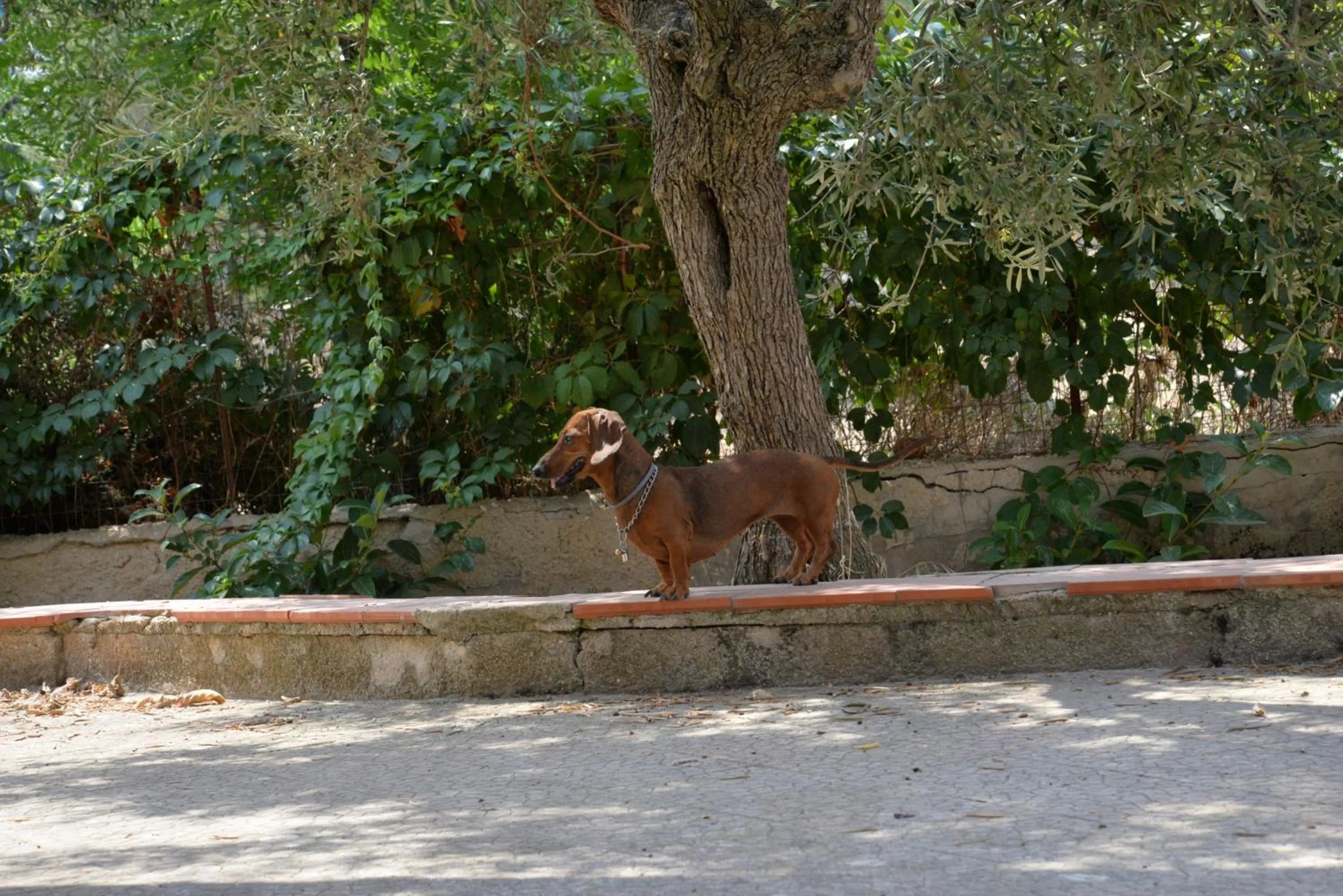 Pets in B&B Lara Santola