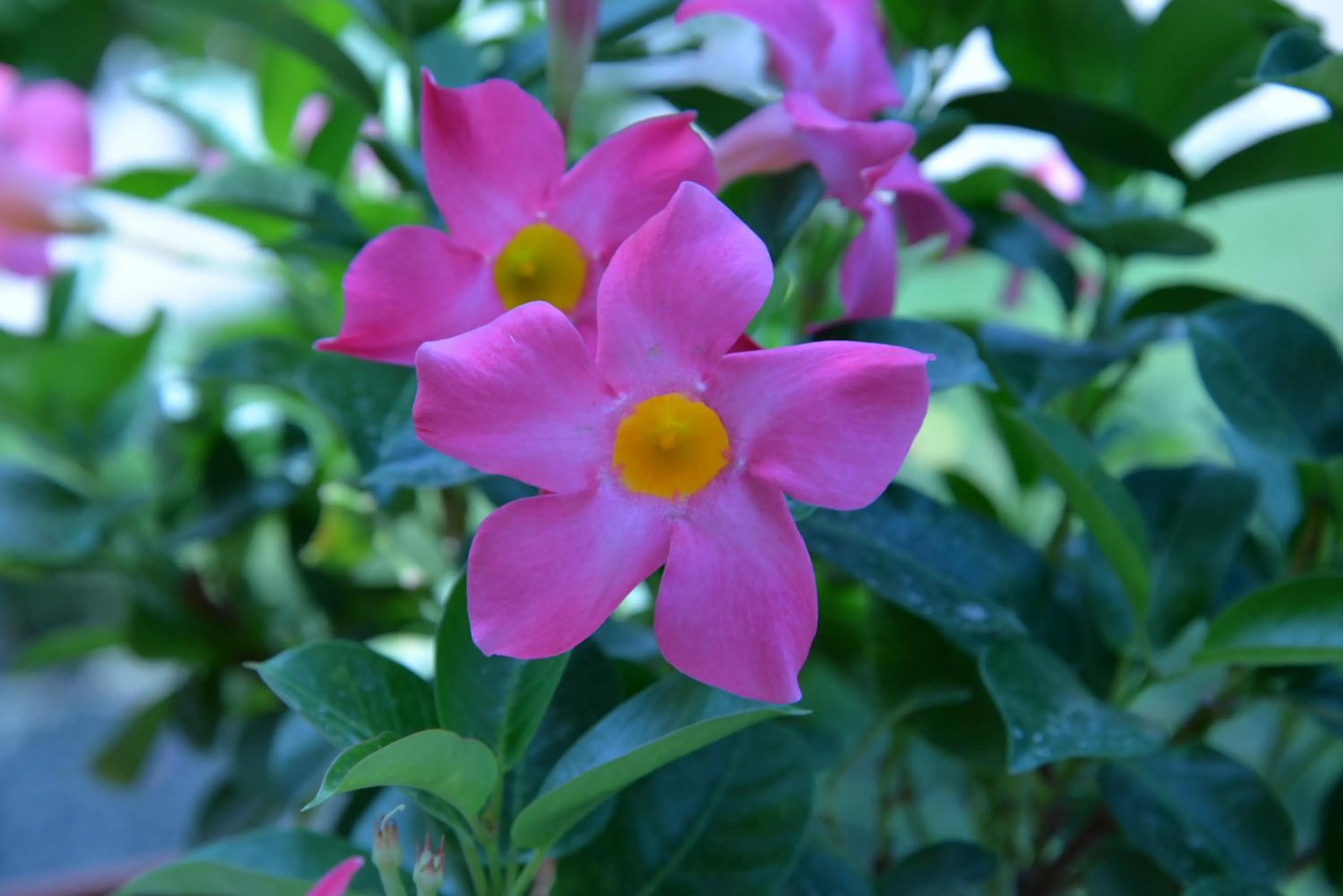 Floor plan in B&B Lara Santola