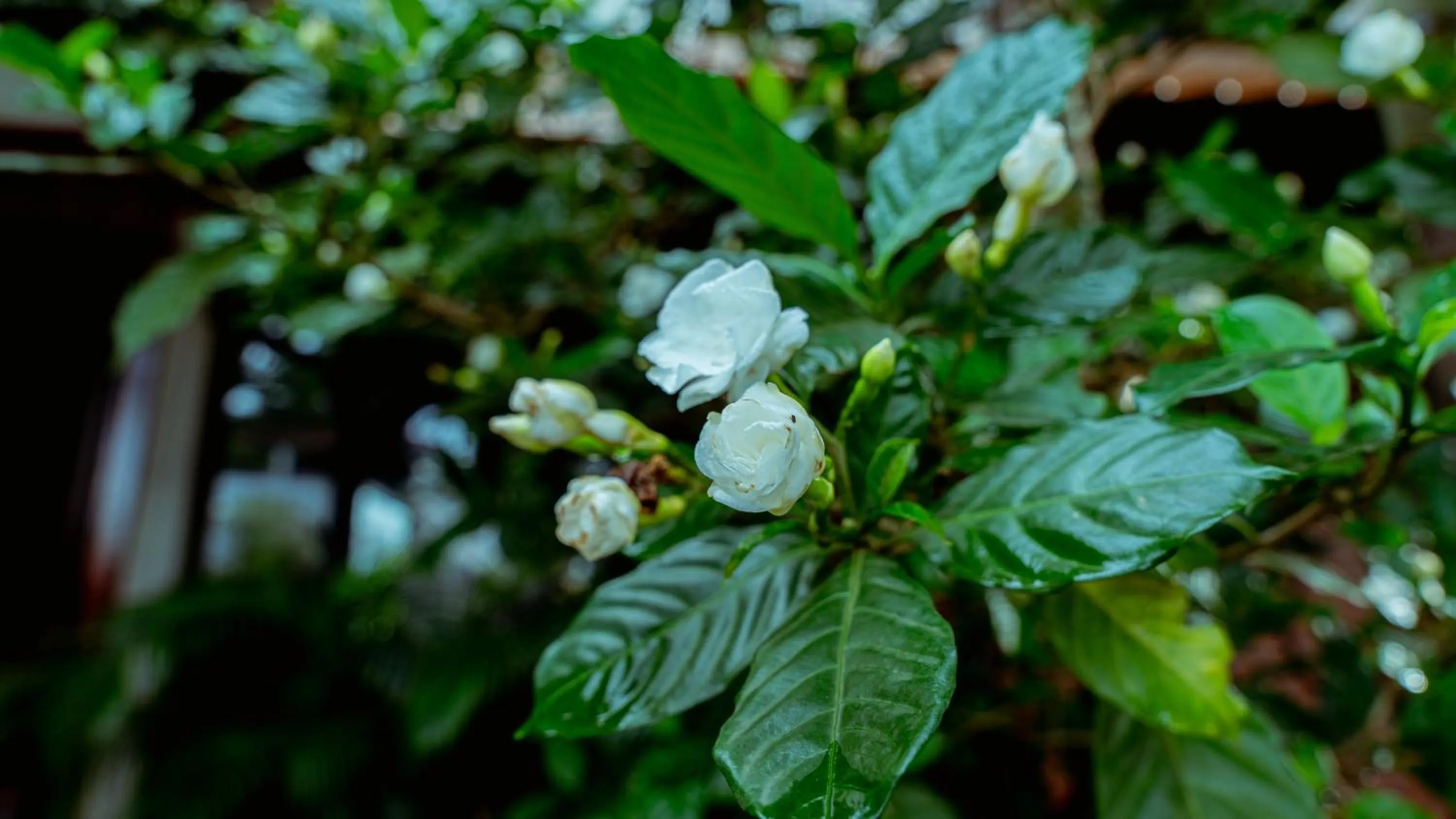 Garden in CENTRAL BLANCHE Residence