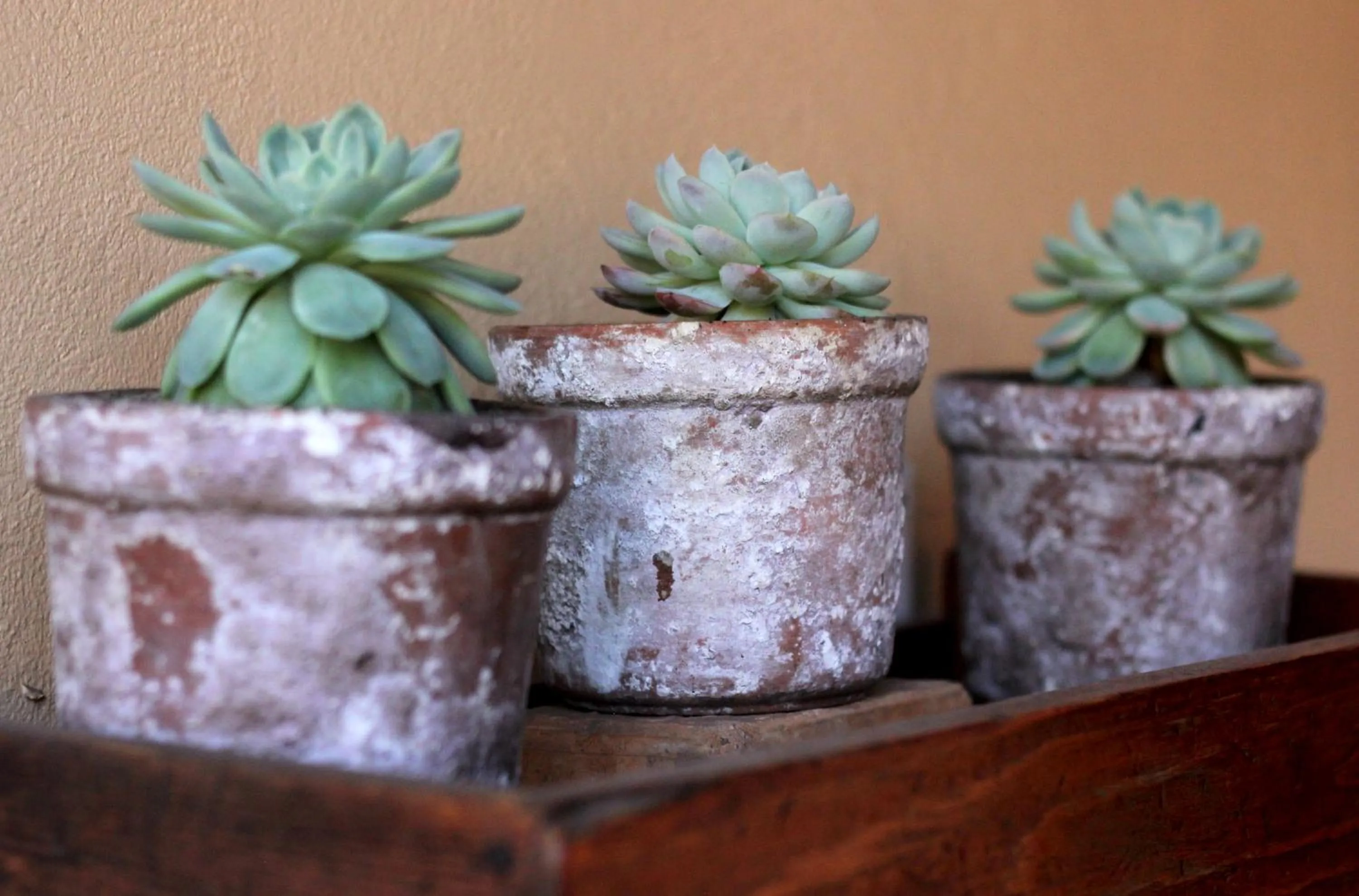 Garden in Del Roza Guest House