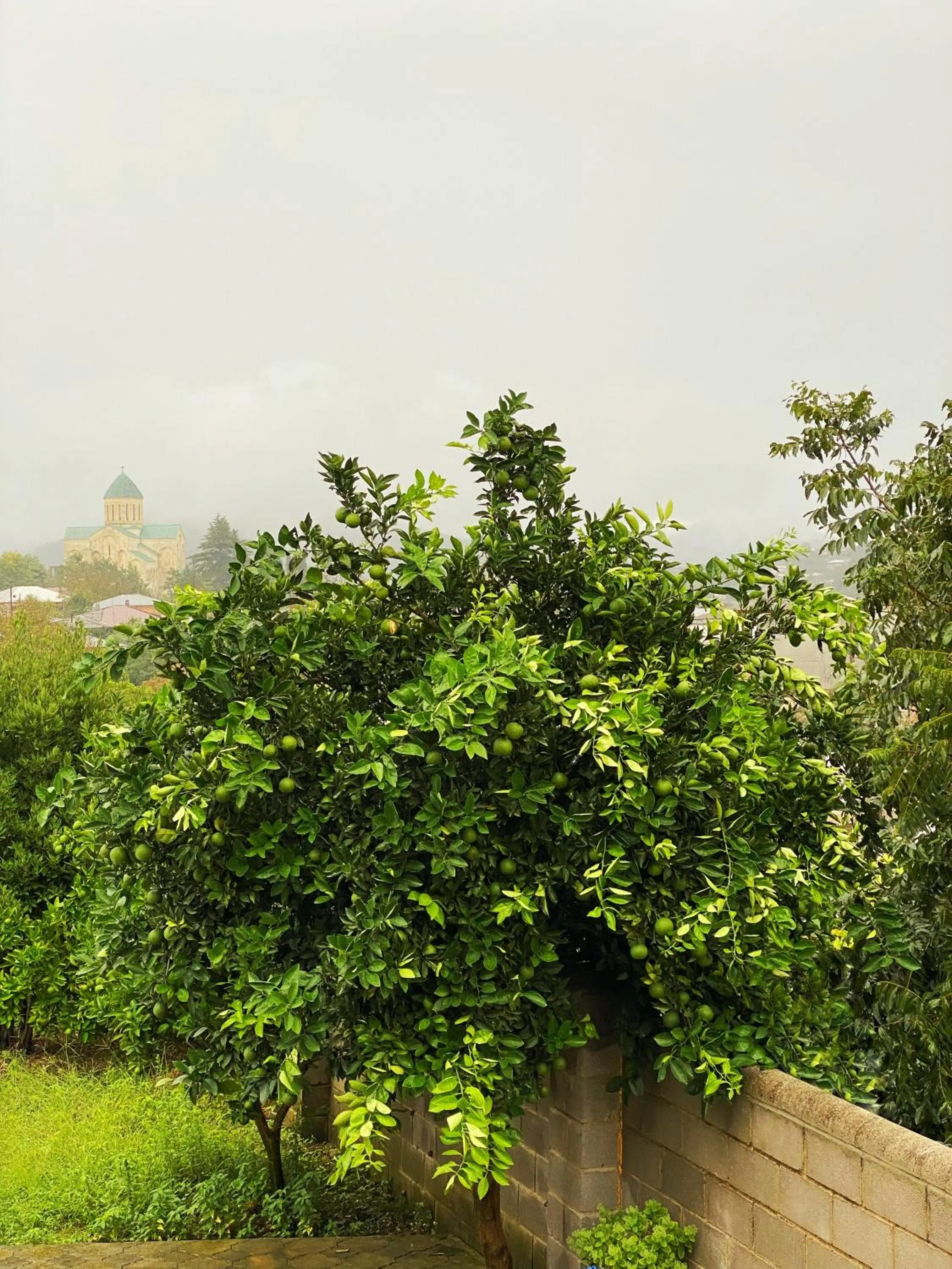 Garden in Hotel Orange Kutaisi