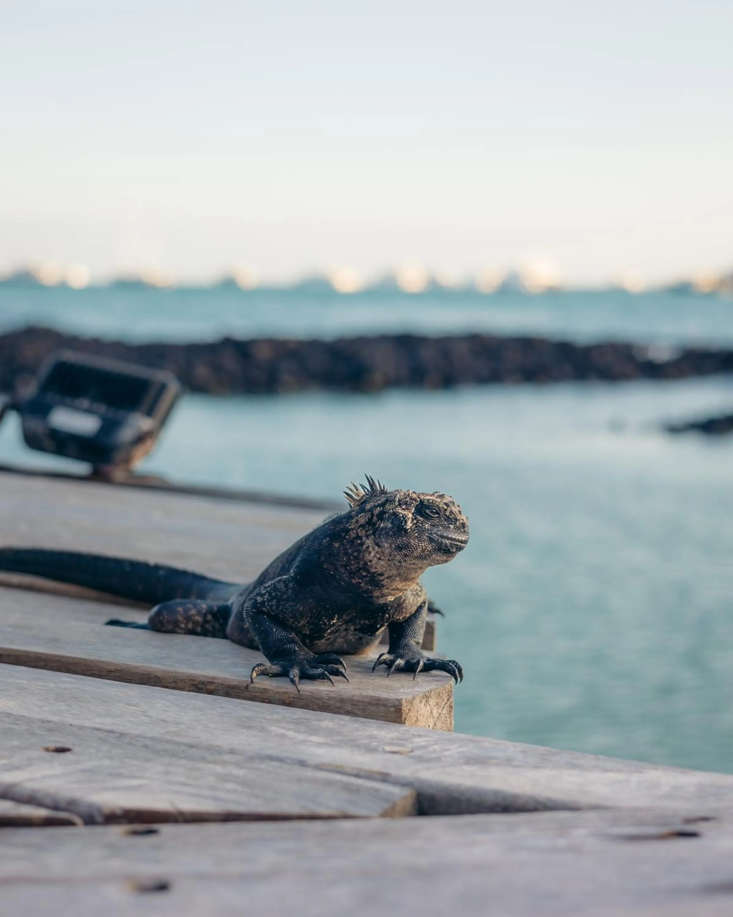 Animals in Blu Galapagos Sustainable Waterfront Lodge
