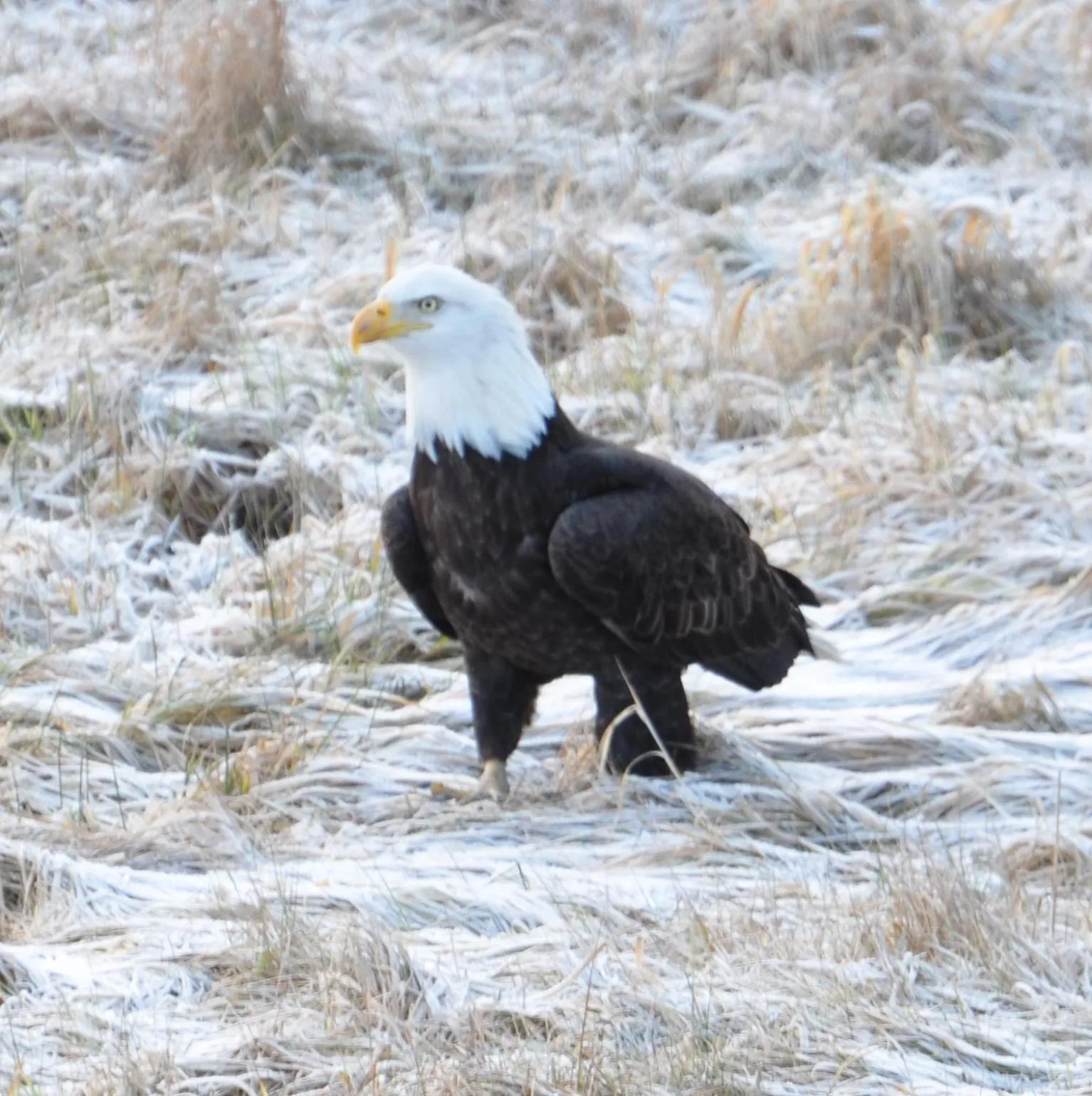 Animals in Homerhome