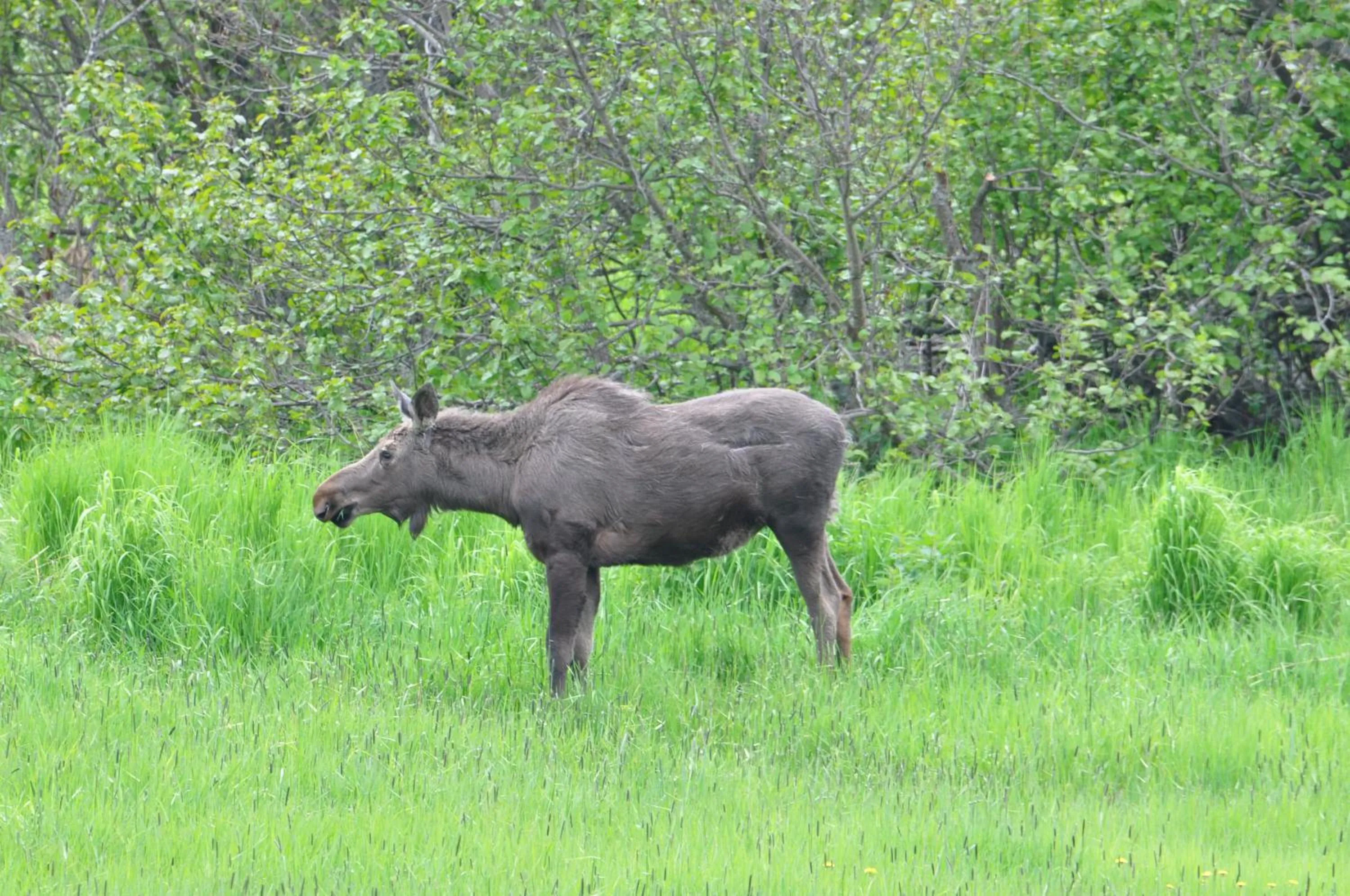 Animals in Homerhome