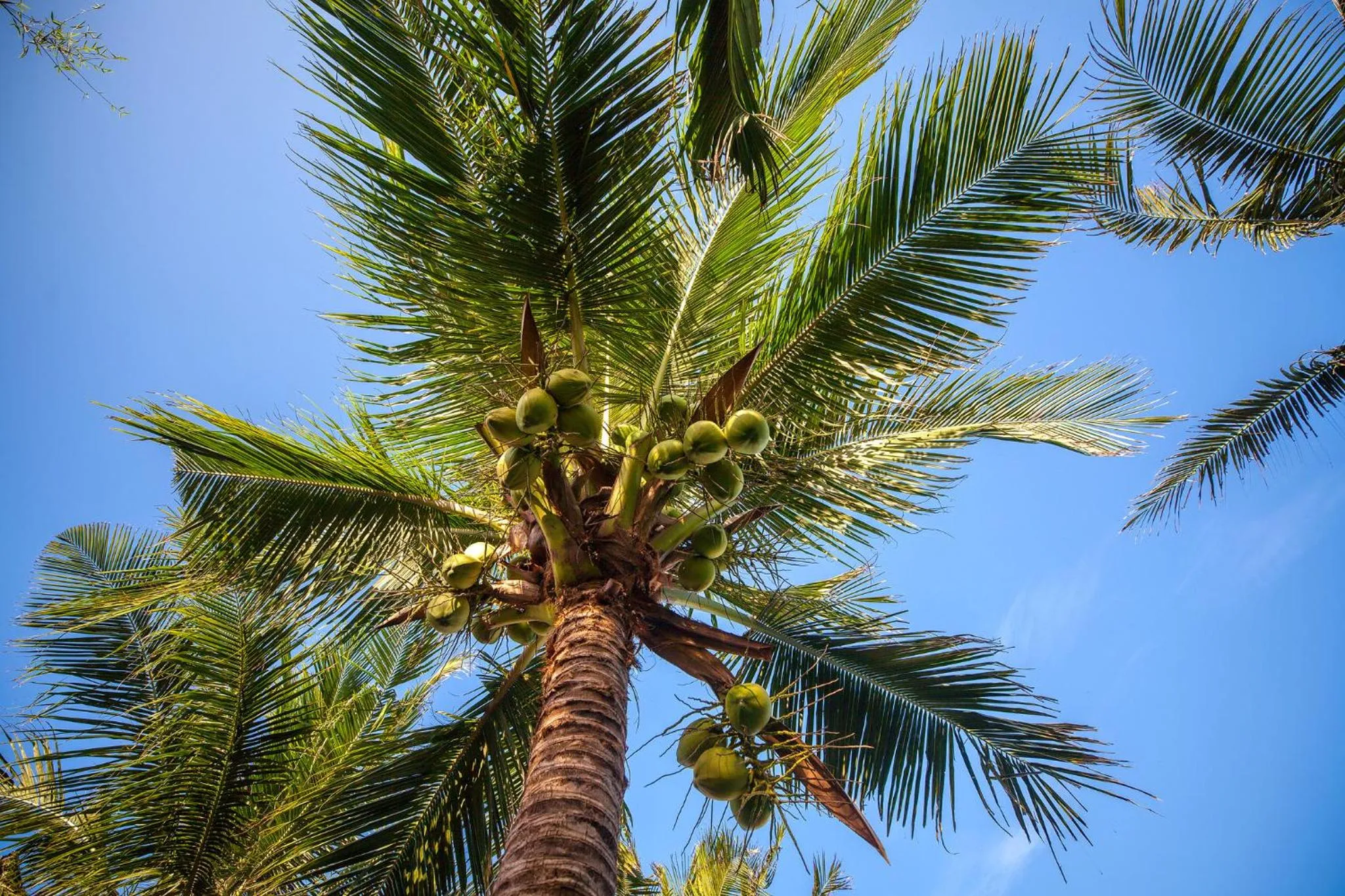 Green Organic Villas