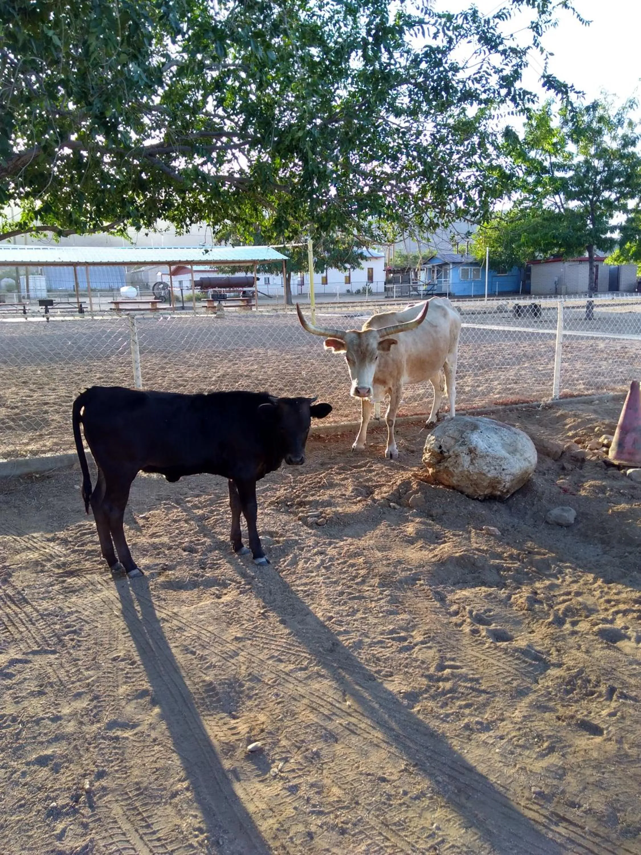 Grand Canyon West Hotel Sheps Miners Inn
