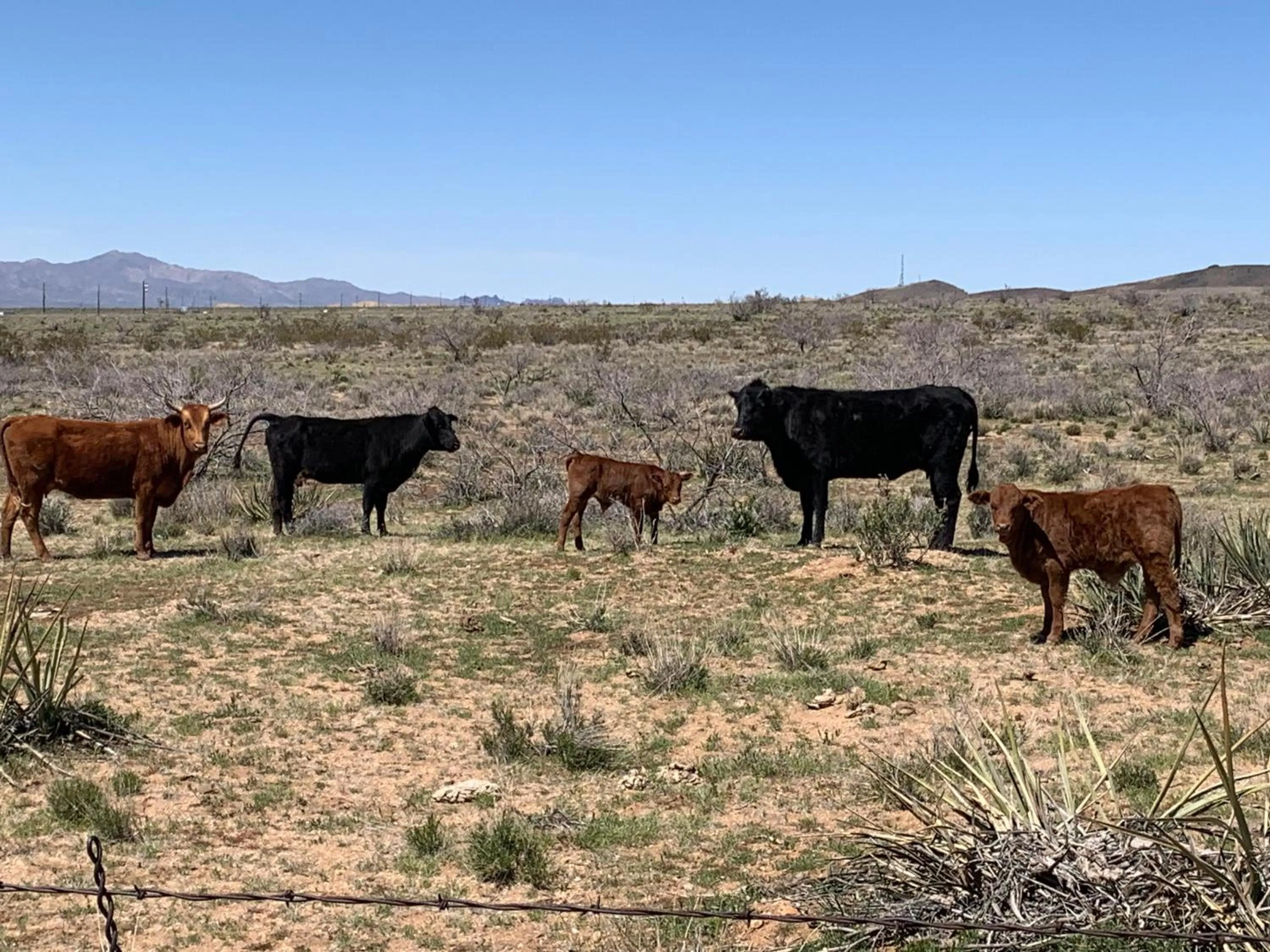 Grand Canyon West Hotel Sheps Miners Inn