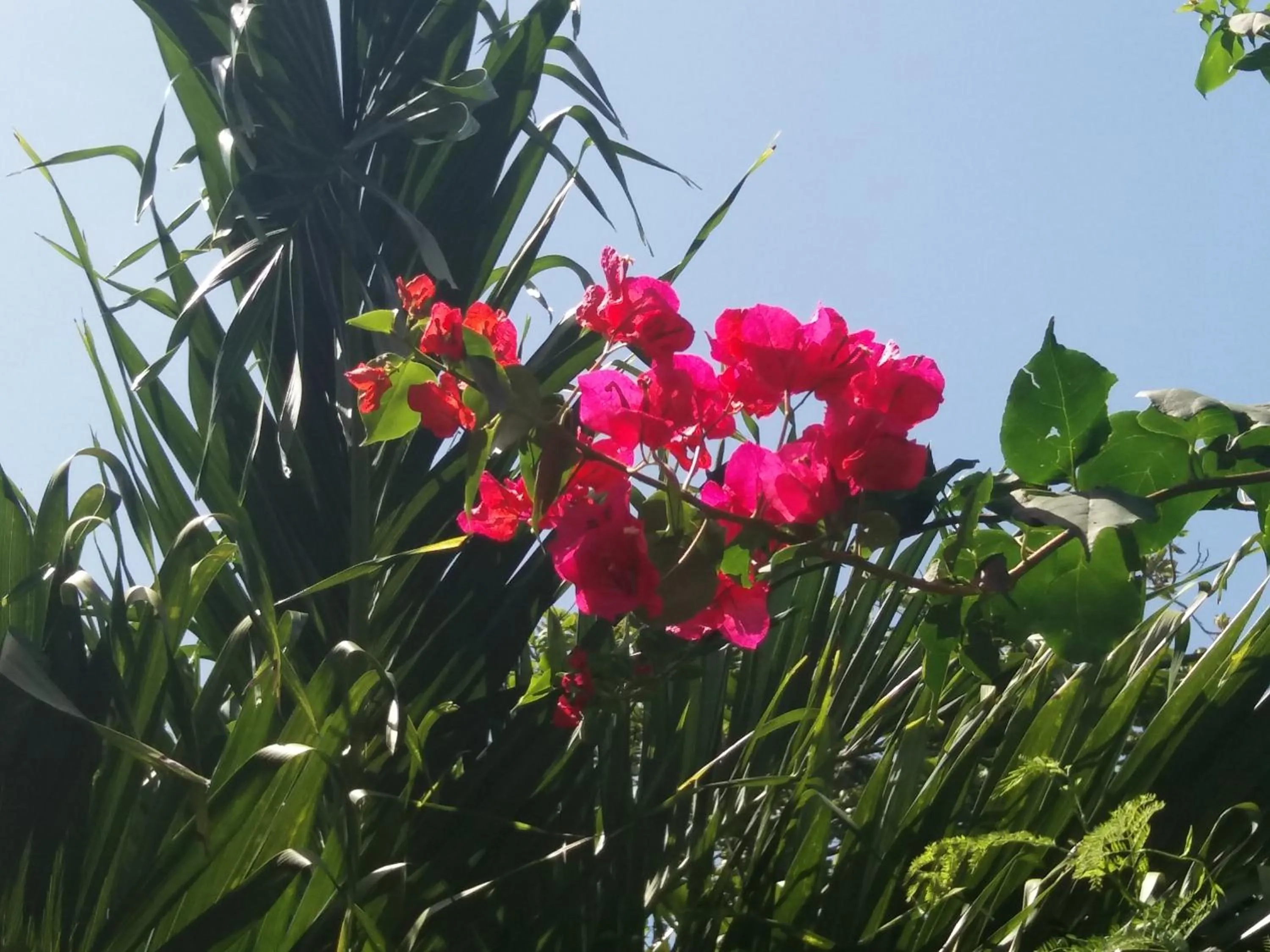 Garden in Reef View Pavilions - Villas & Condos