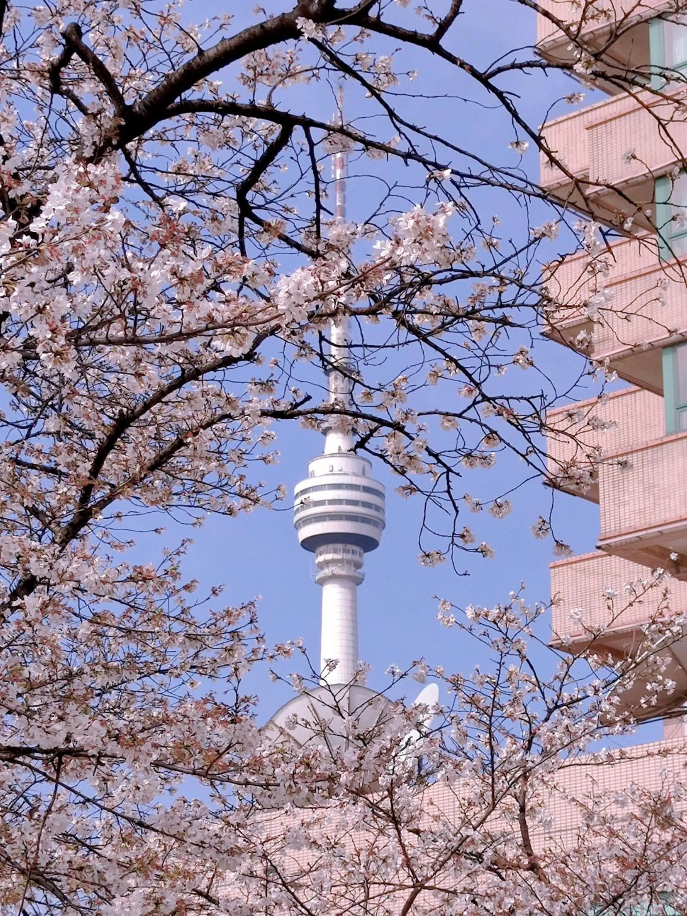 Spring in Holiday Inn Wuhan Riverside by IHG