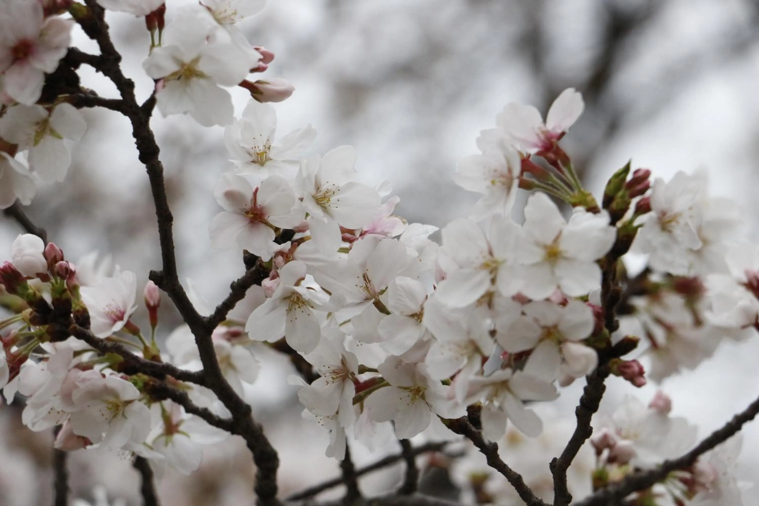 Spring in Holiday Inn Wuhan Riverside by IHG