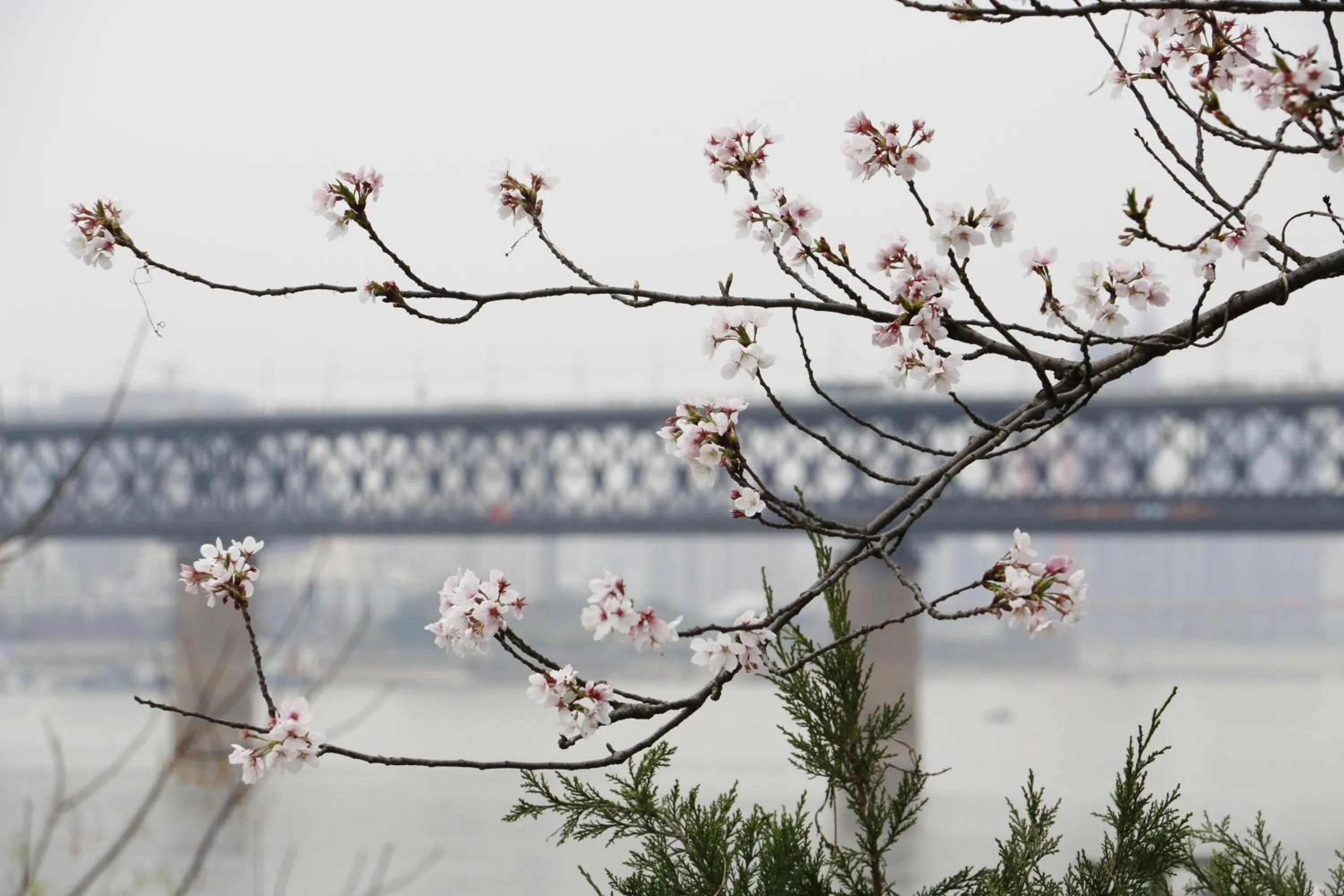 Spring in Holiday Inn Wuhan Riverside by IHG
