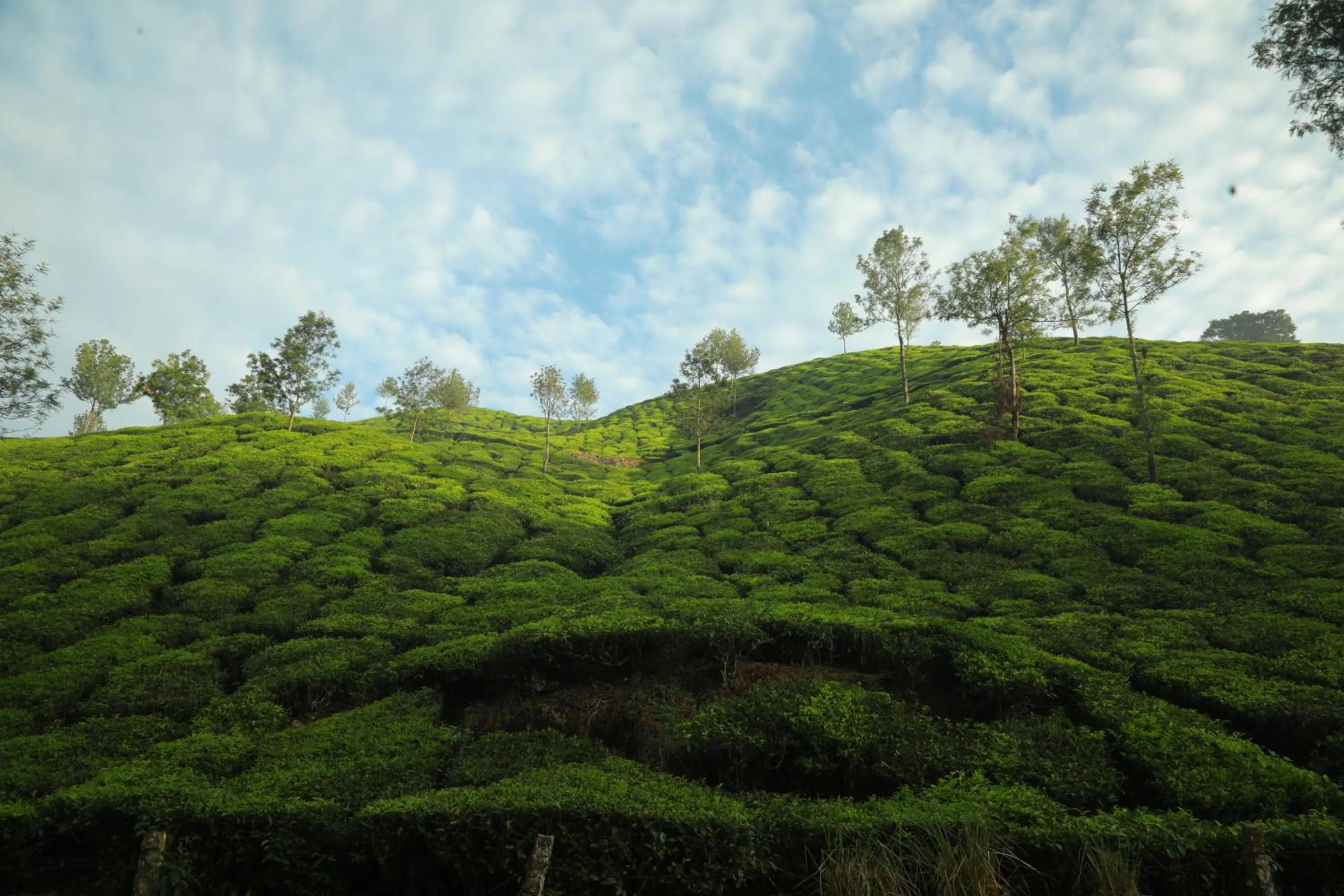View (from property/room) in Casa Montana Munnar