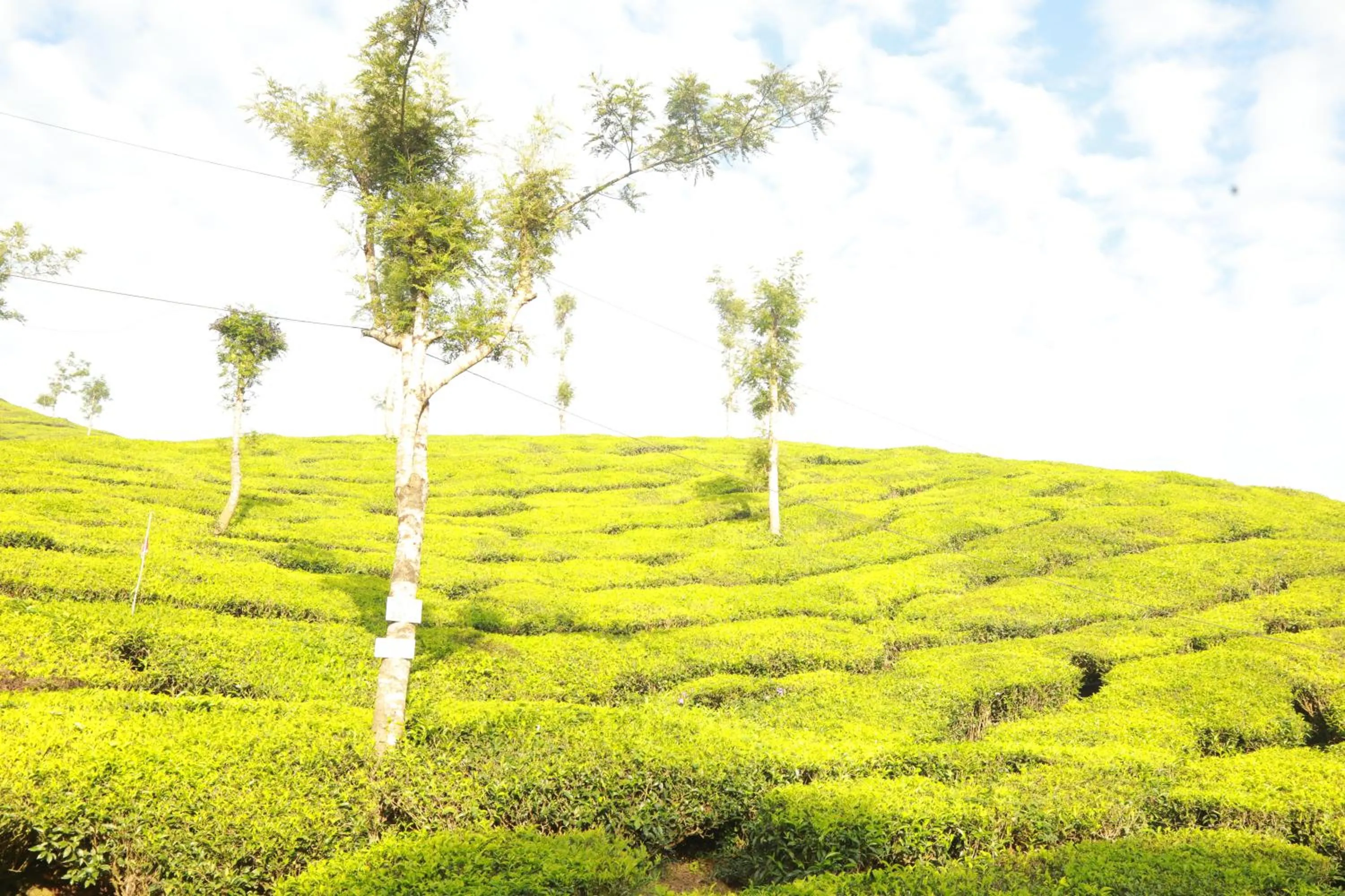 View (from property/room) in Casa Montana Munnar