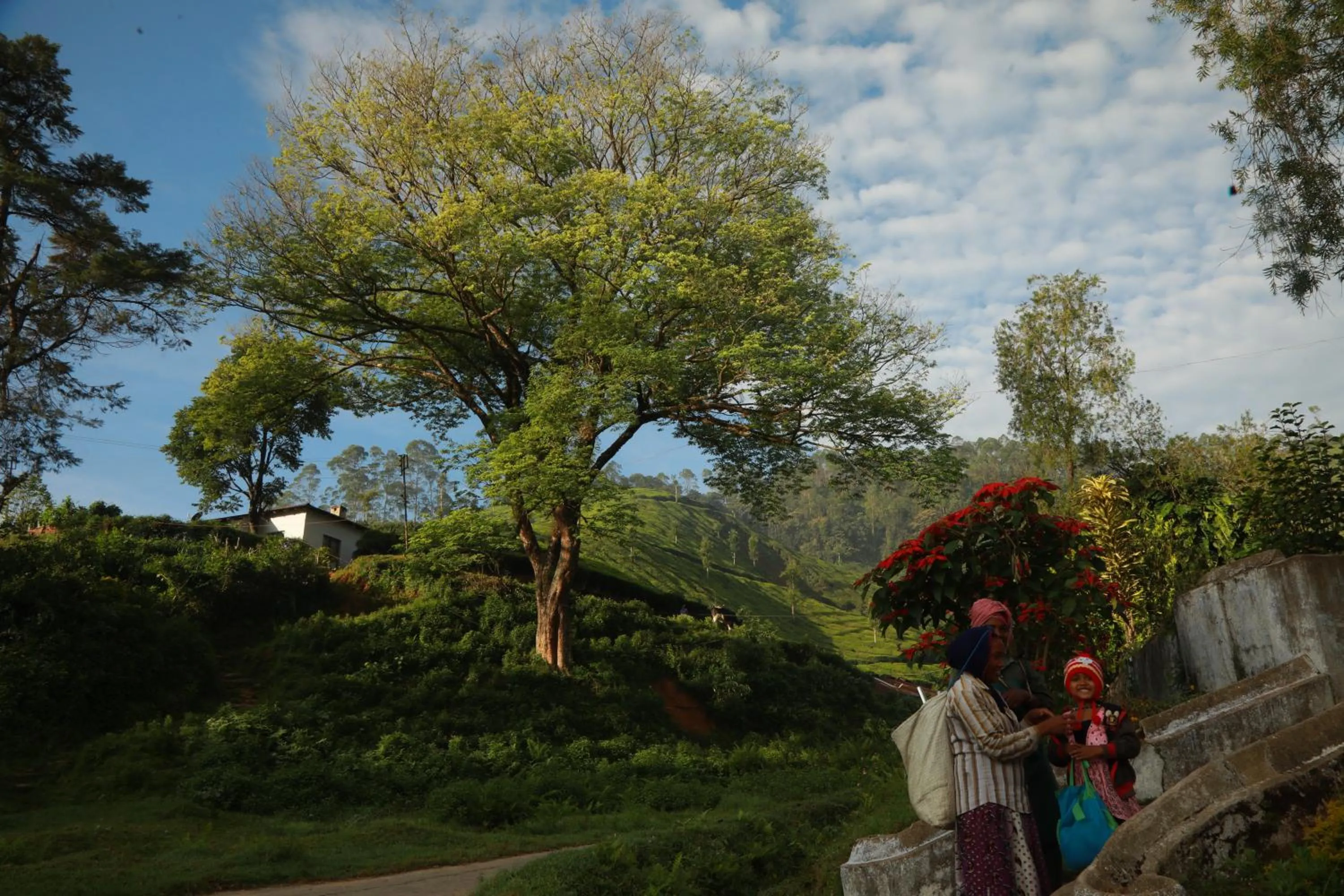 Natural landscape in Casa Montana Munnar
