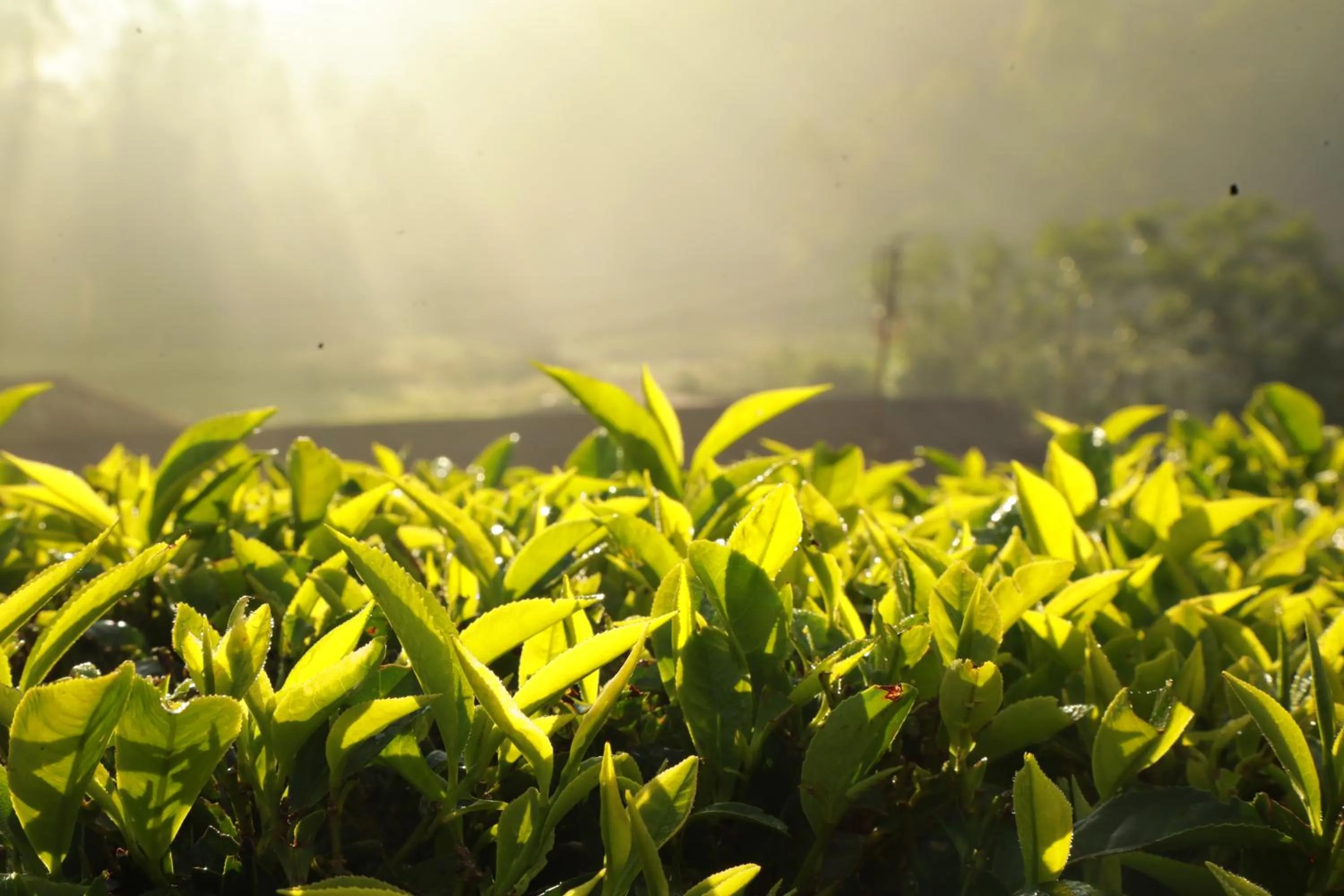 View (from property/room) in Casa Montana Munnar