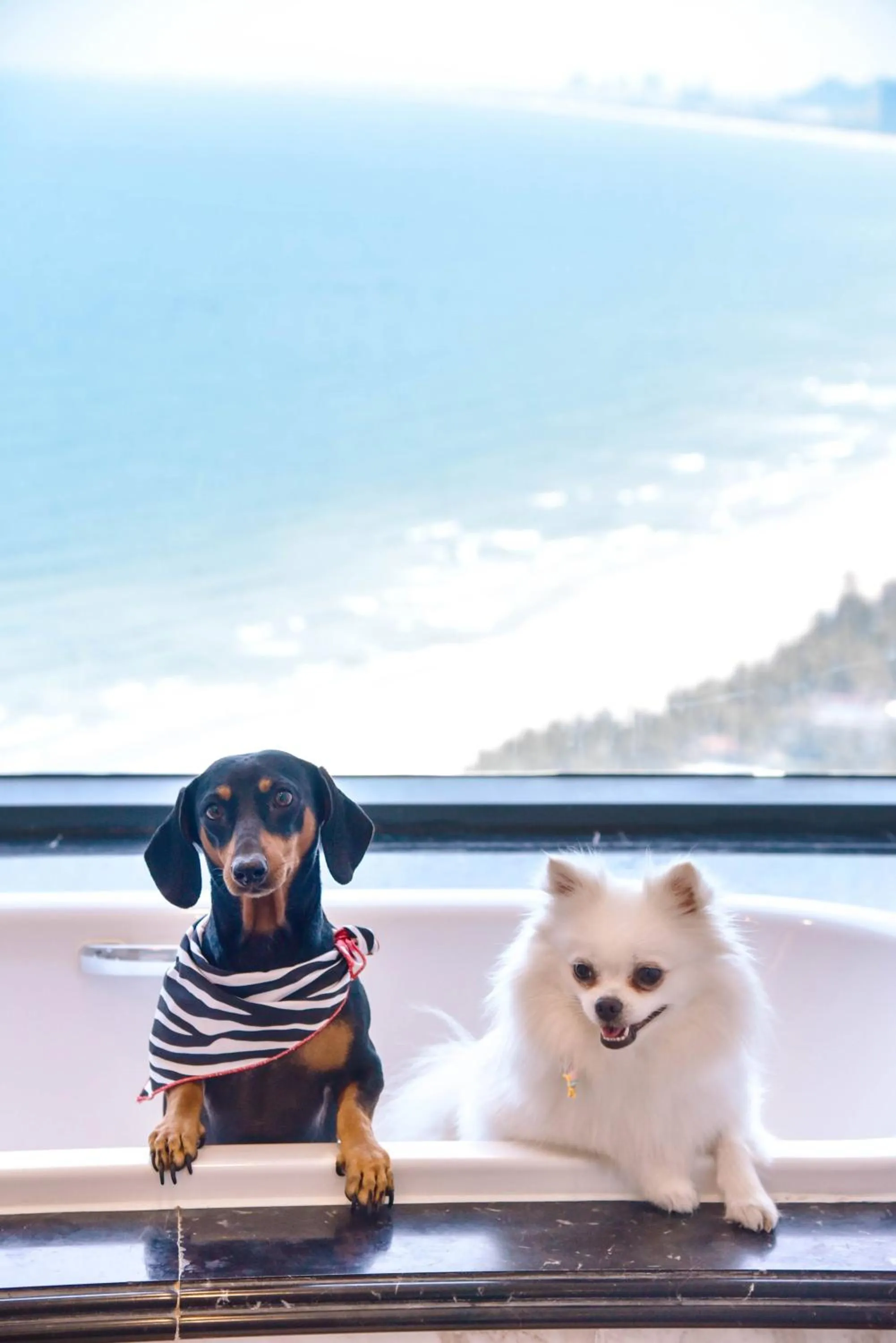 Pets in Four Points by Sheraton Danang