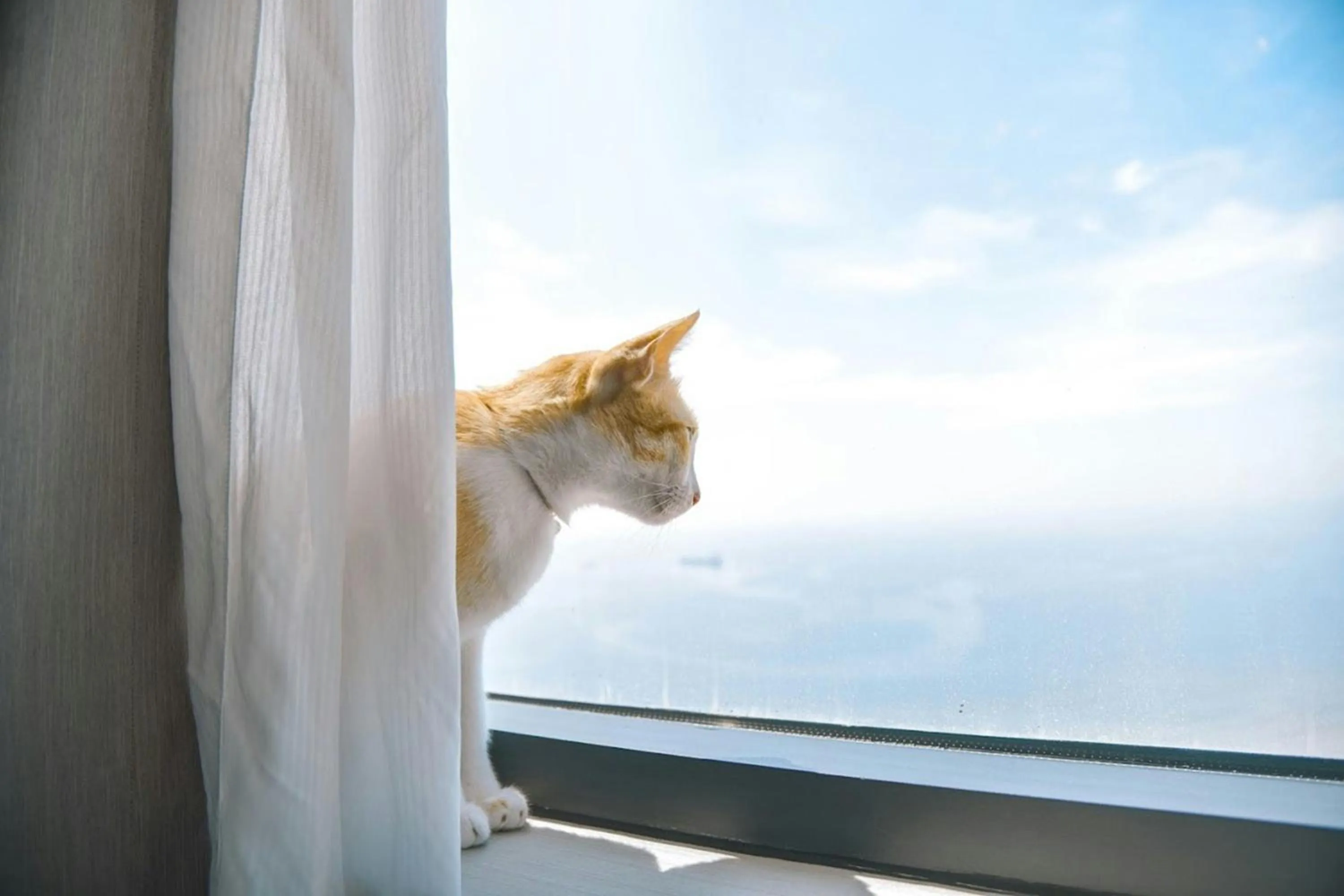 Other in Four Points by Sheraton Danang