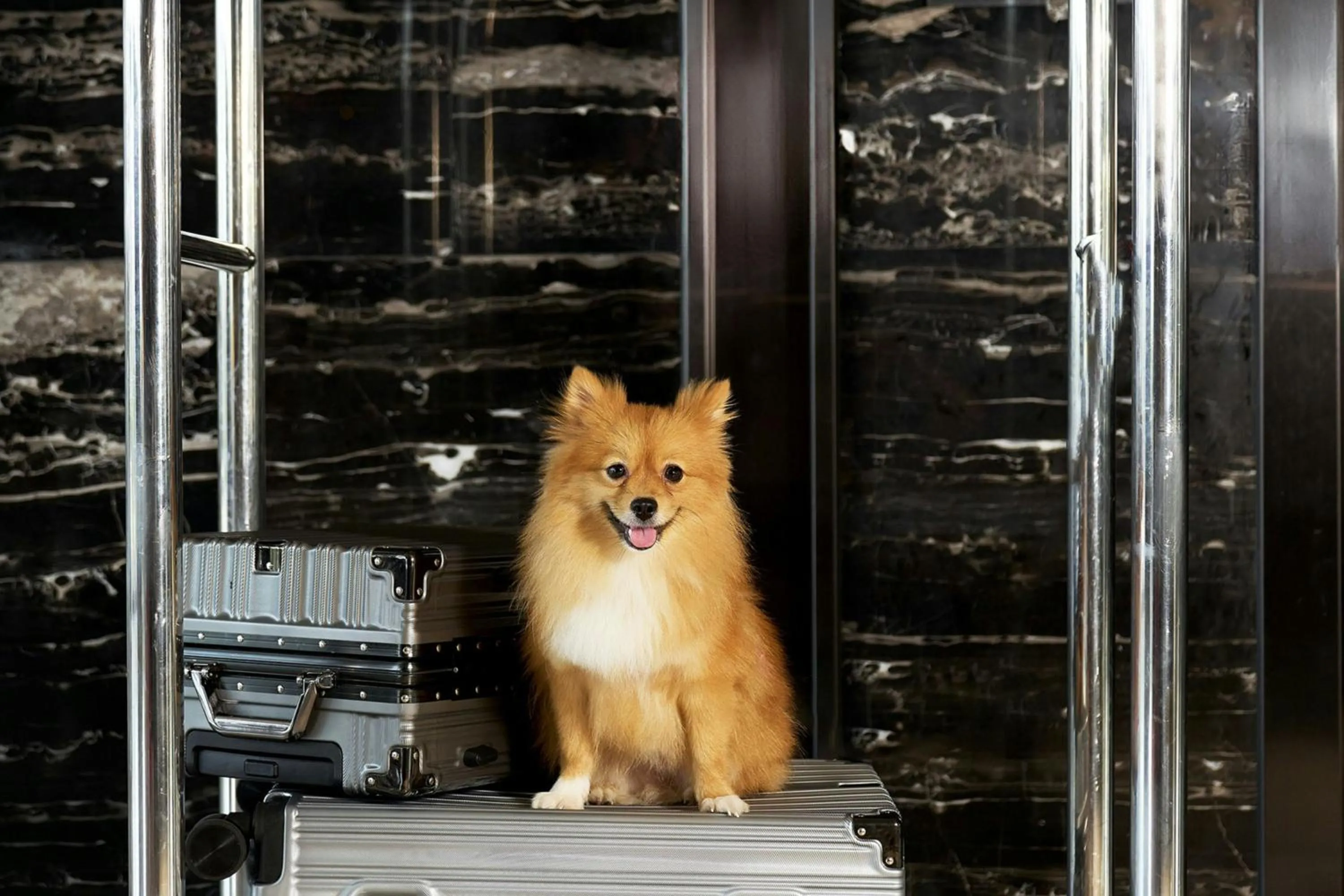 Other in Four Points by Sheraton Danang