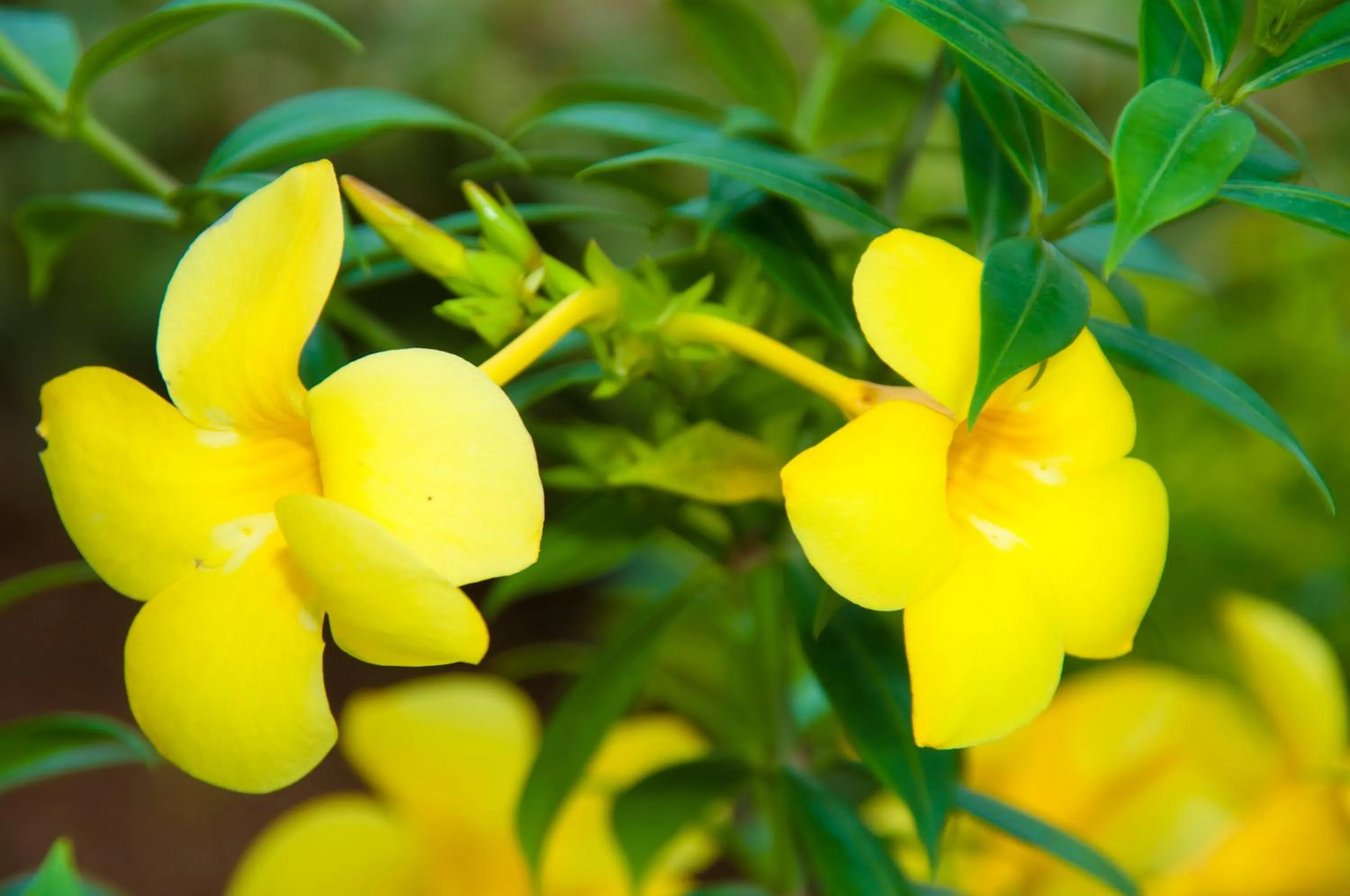 Garden in Negril Palms