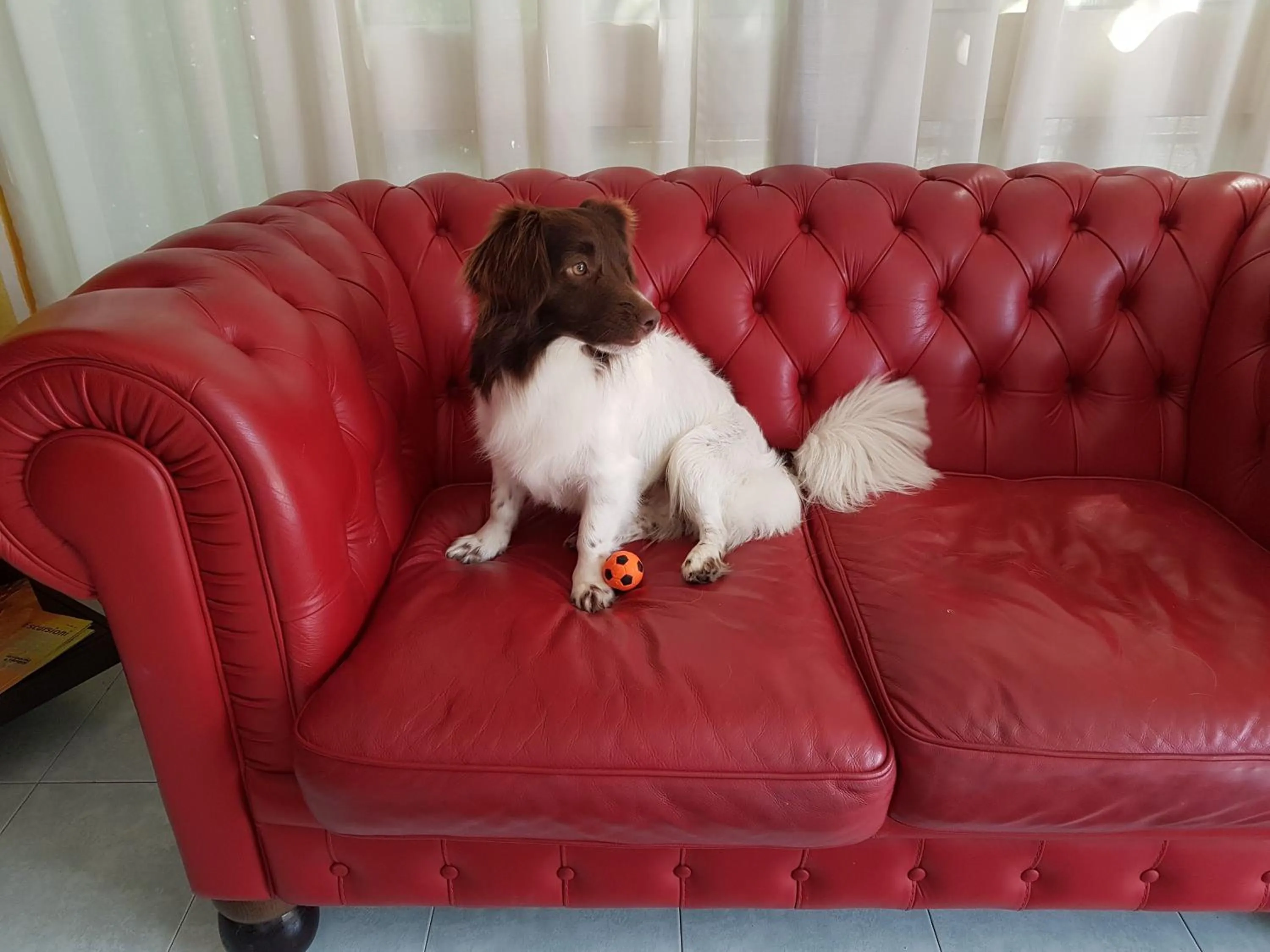 Pets in Hotel Nuova Graziosa