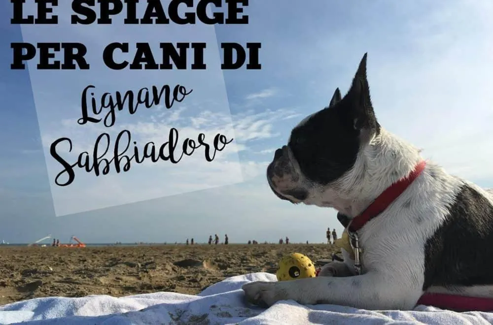 Pets in Hotel Nuova Graziosa