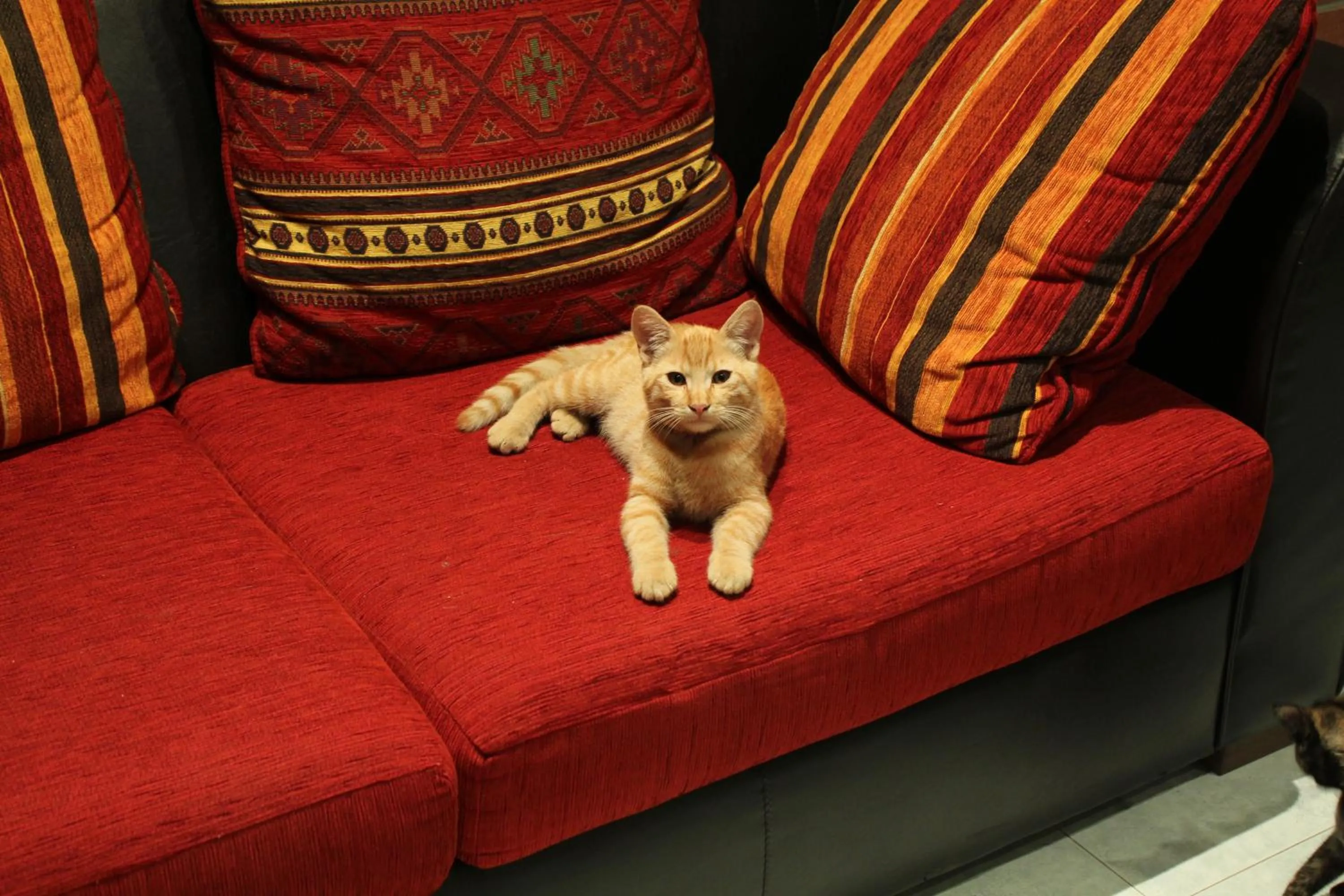 Pets in Hotel Nuova Graziosa