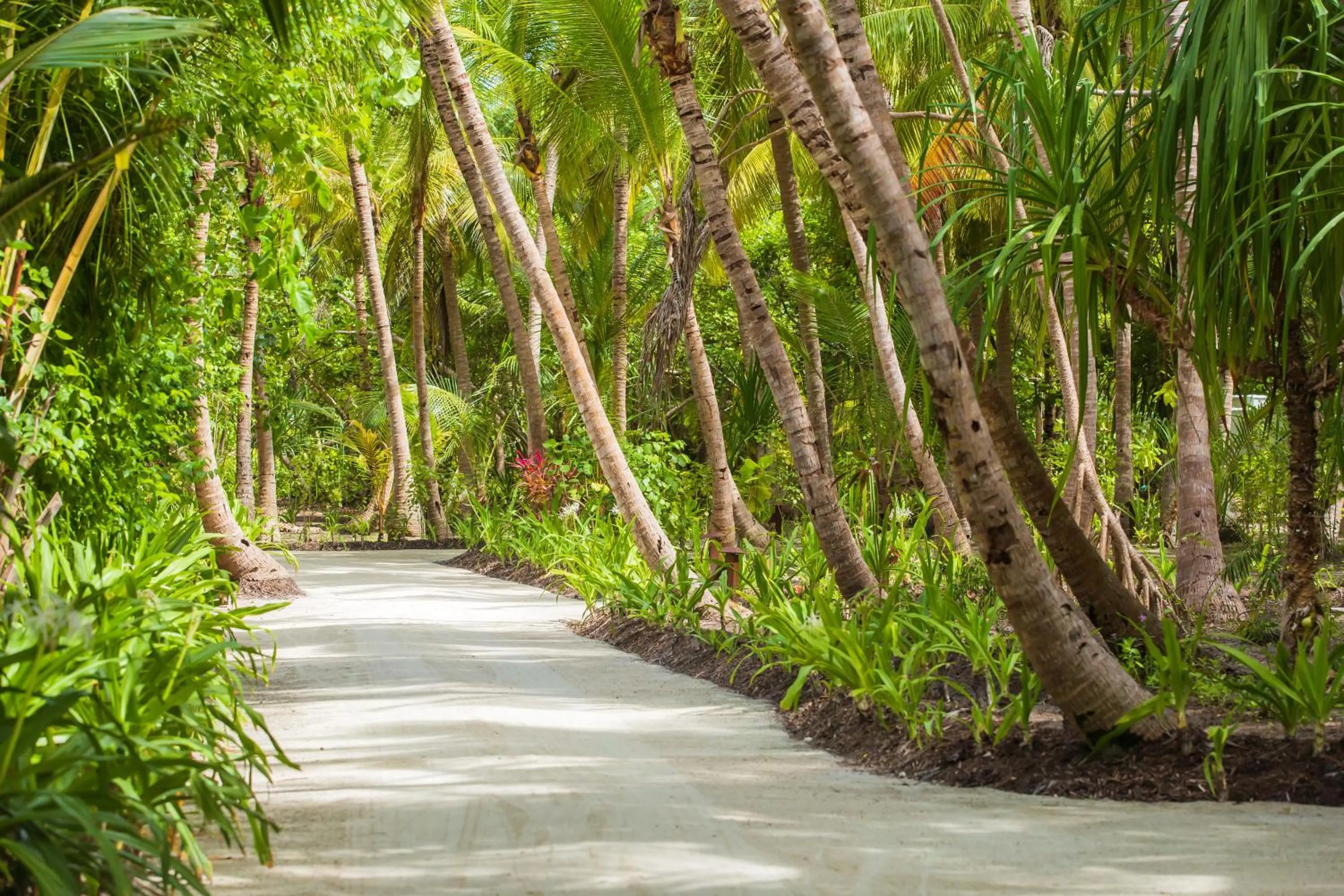 Garden in Dusit Thani Maldives - Mudhdhoo Island, Baa Atoll