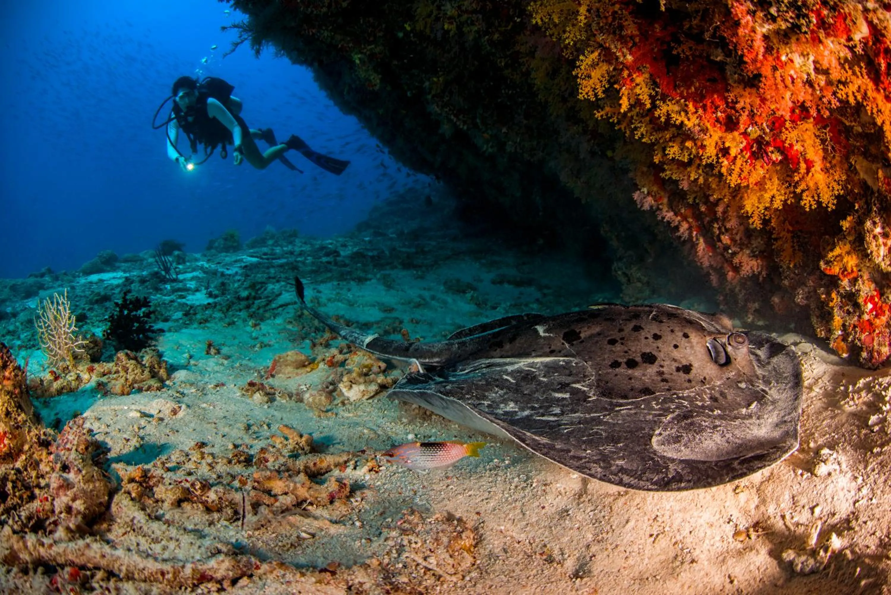 Natural landscape in Dusit Thani Maldives - Mudhdhoo Island, Baa Atoll