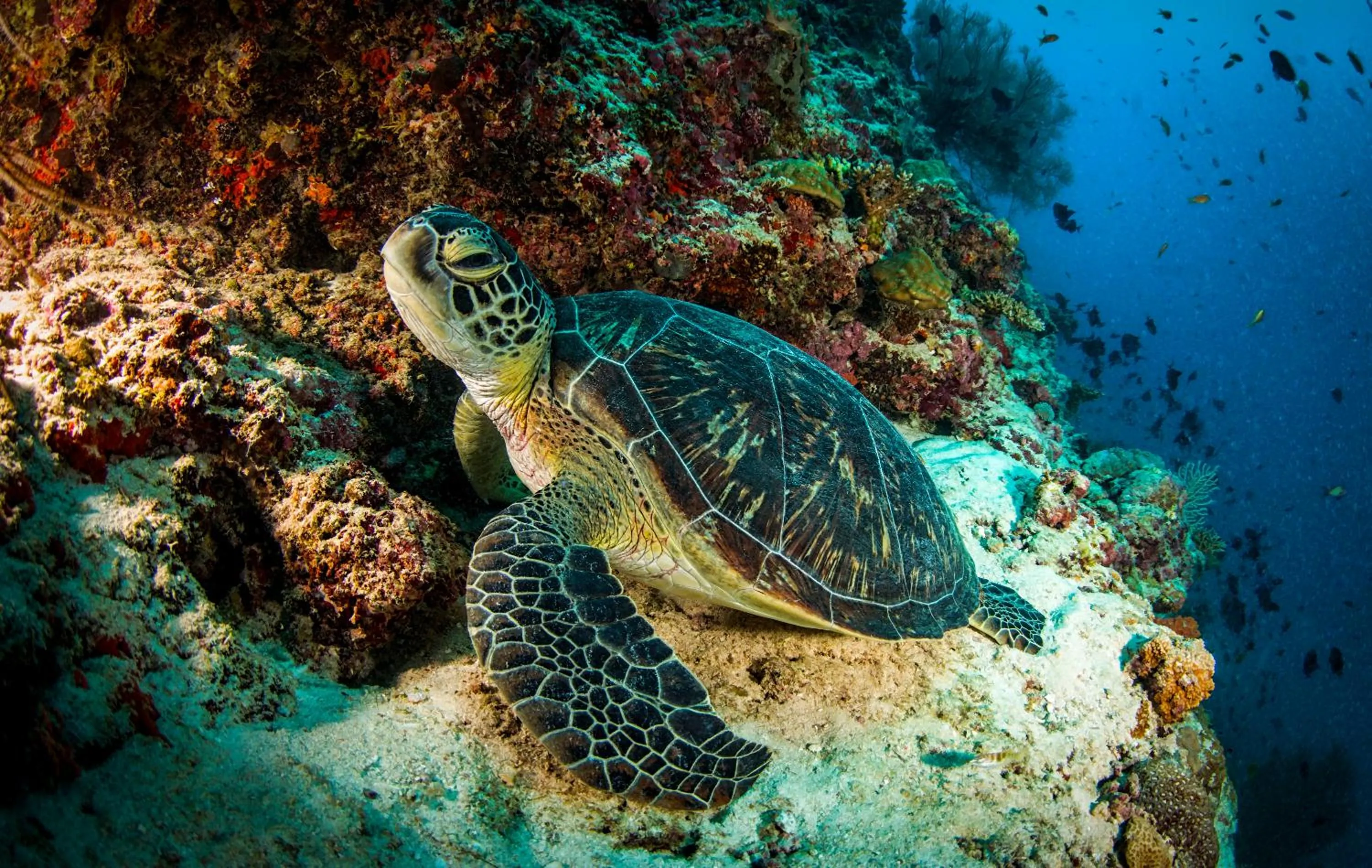 Snorkeling in Dusit Thani Maldives - Mudhdhoo Island, Baa Atoll
