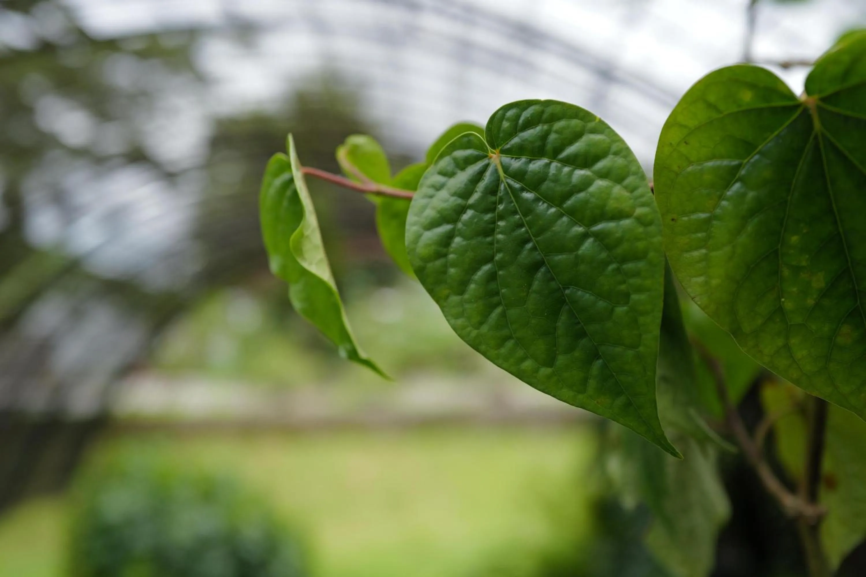 APM Equestrian Resort