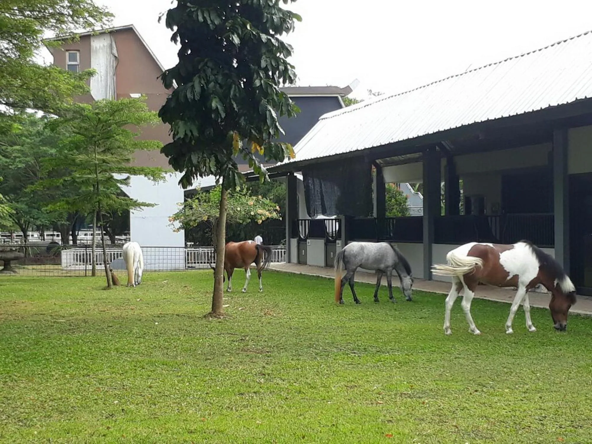 Horse-riding in APM Equestrian Resort
