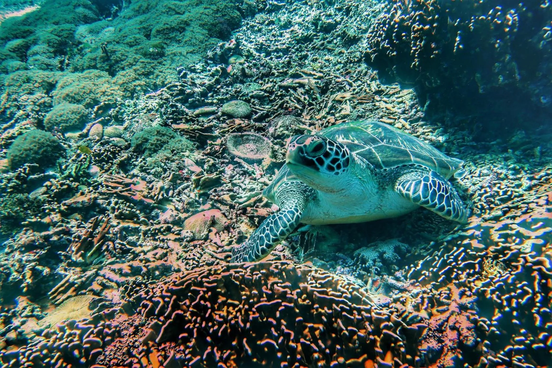 Snorkeling in Villa Hoomea Private Pool