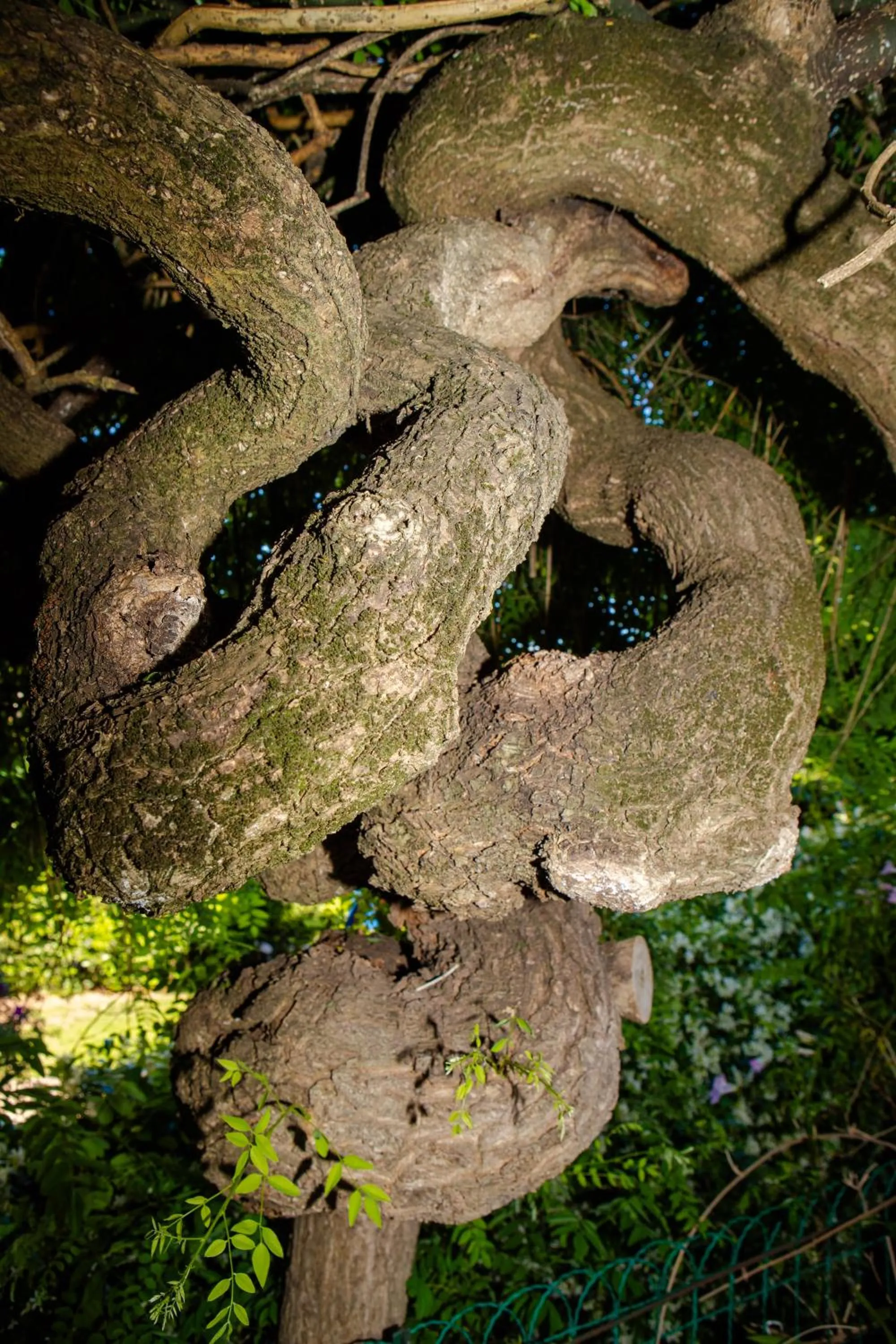 Garden in Relais Villa Italia
