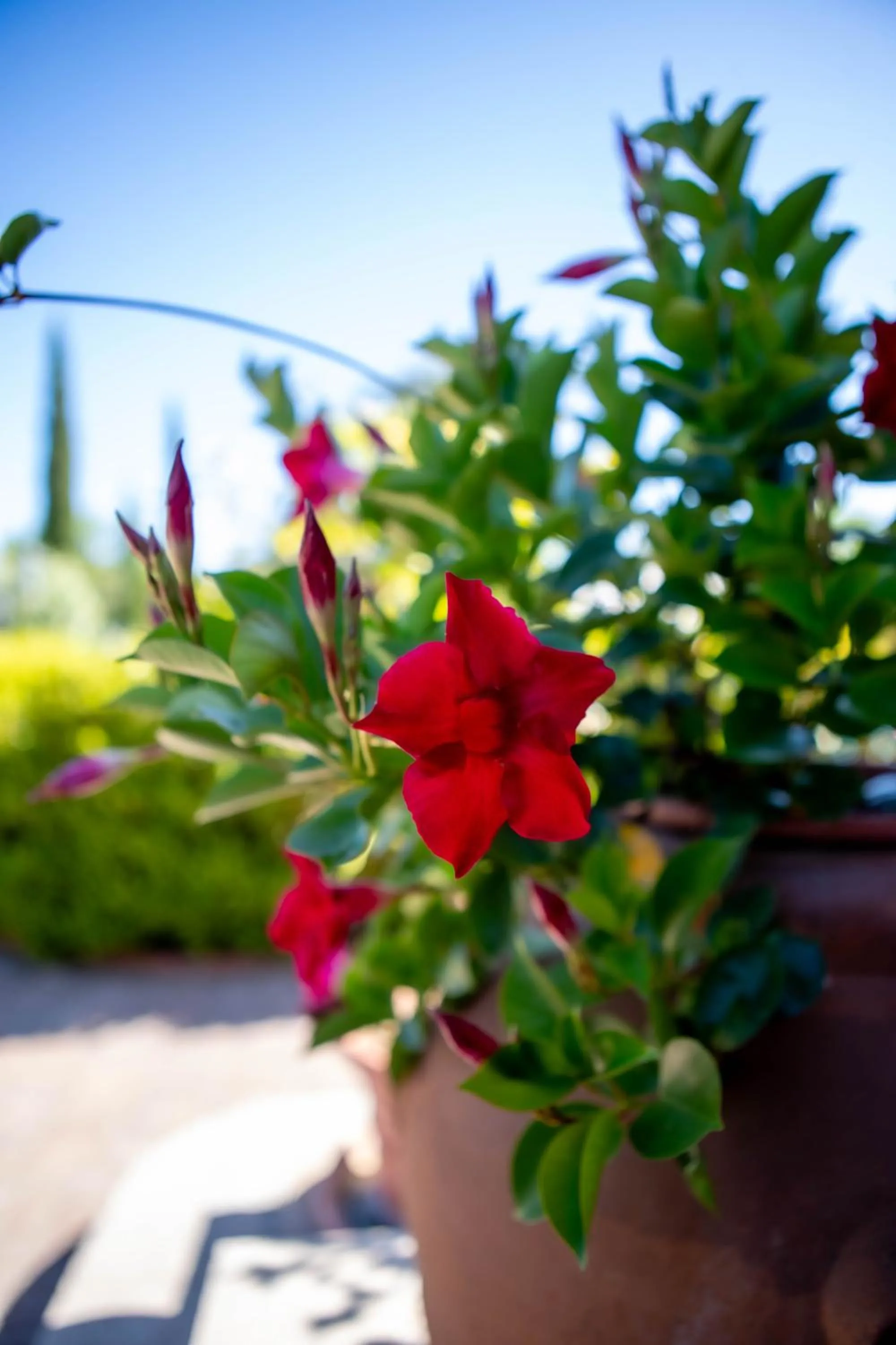 Garden view in Relais Villa Italia