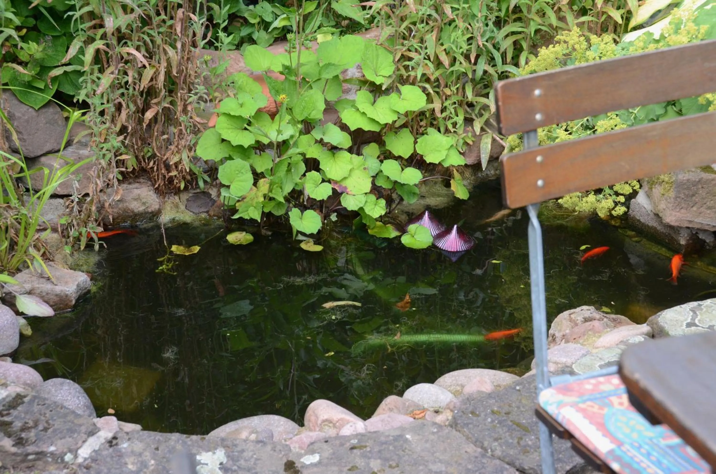 Animals in Gasthof Zur Krone