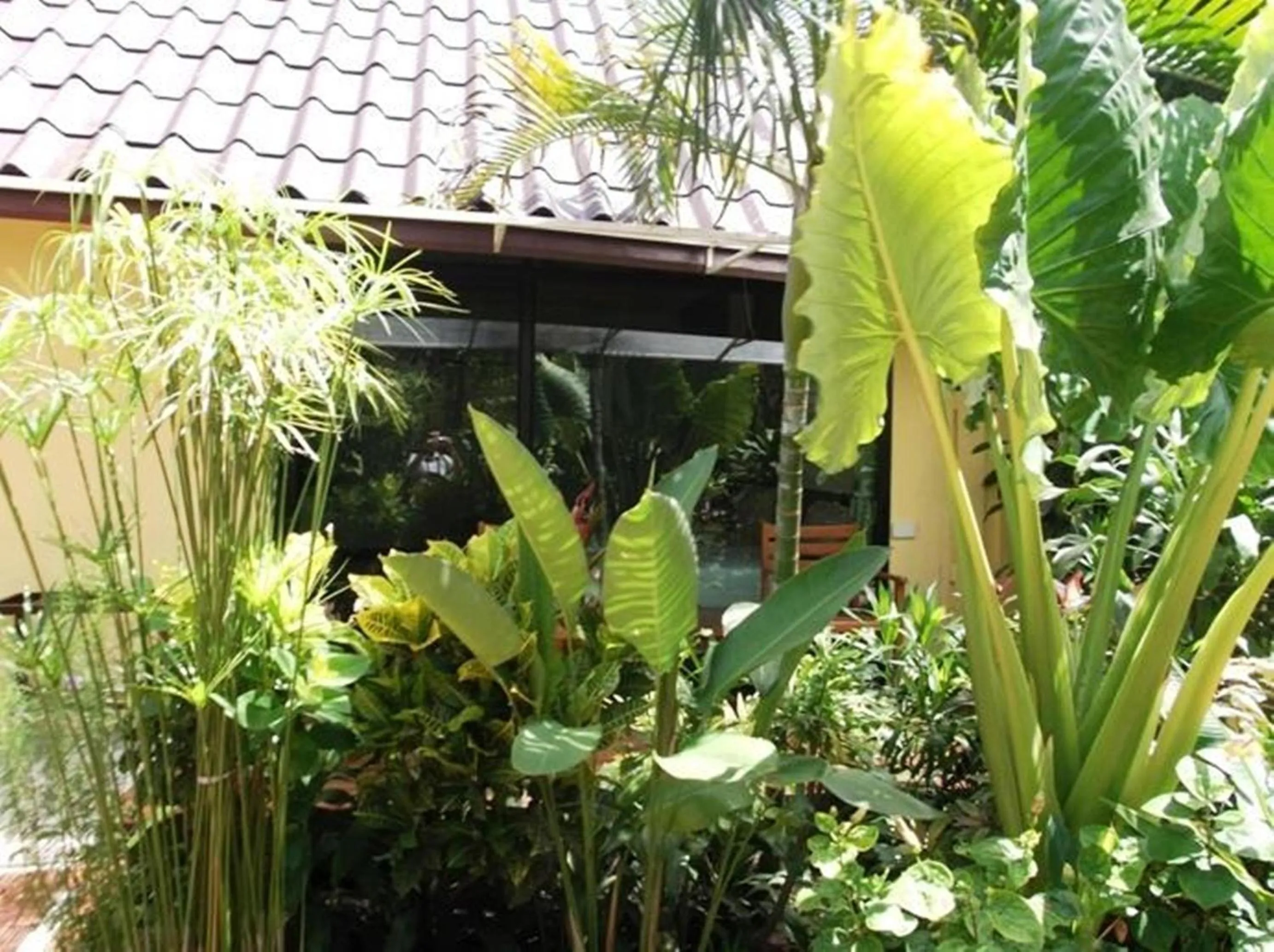 Garden in OP Bungalow