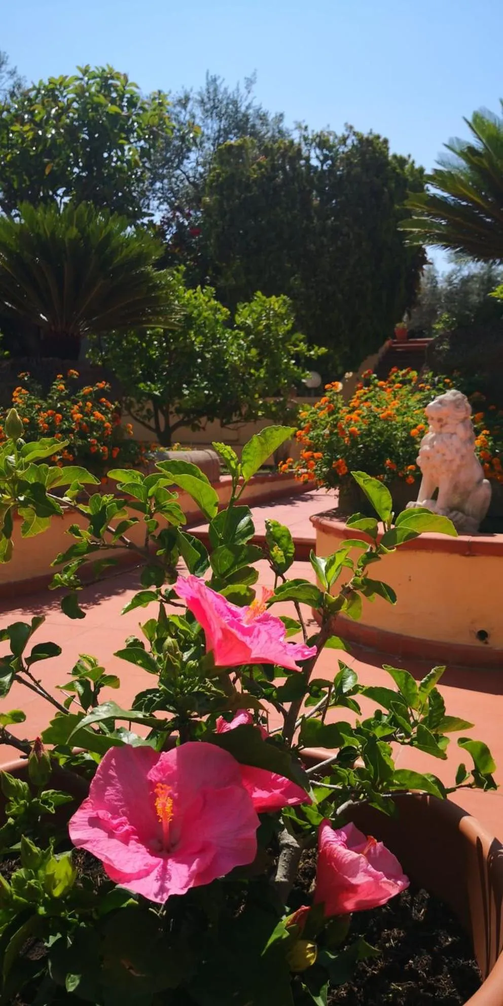 Garden in Hotel Villa Igea