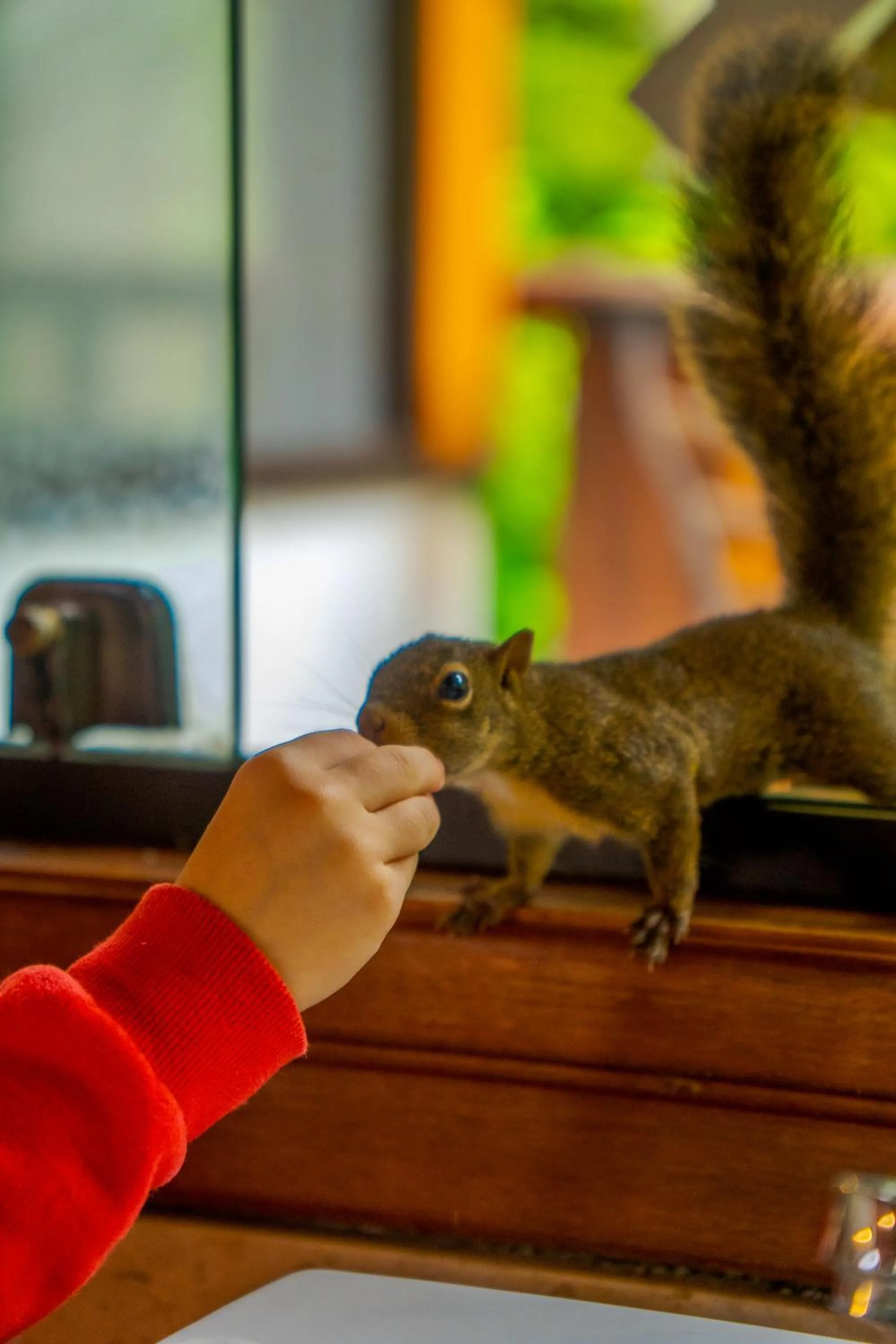 Animals in Pousada Campos dos Holandeses - Campos do Jordao