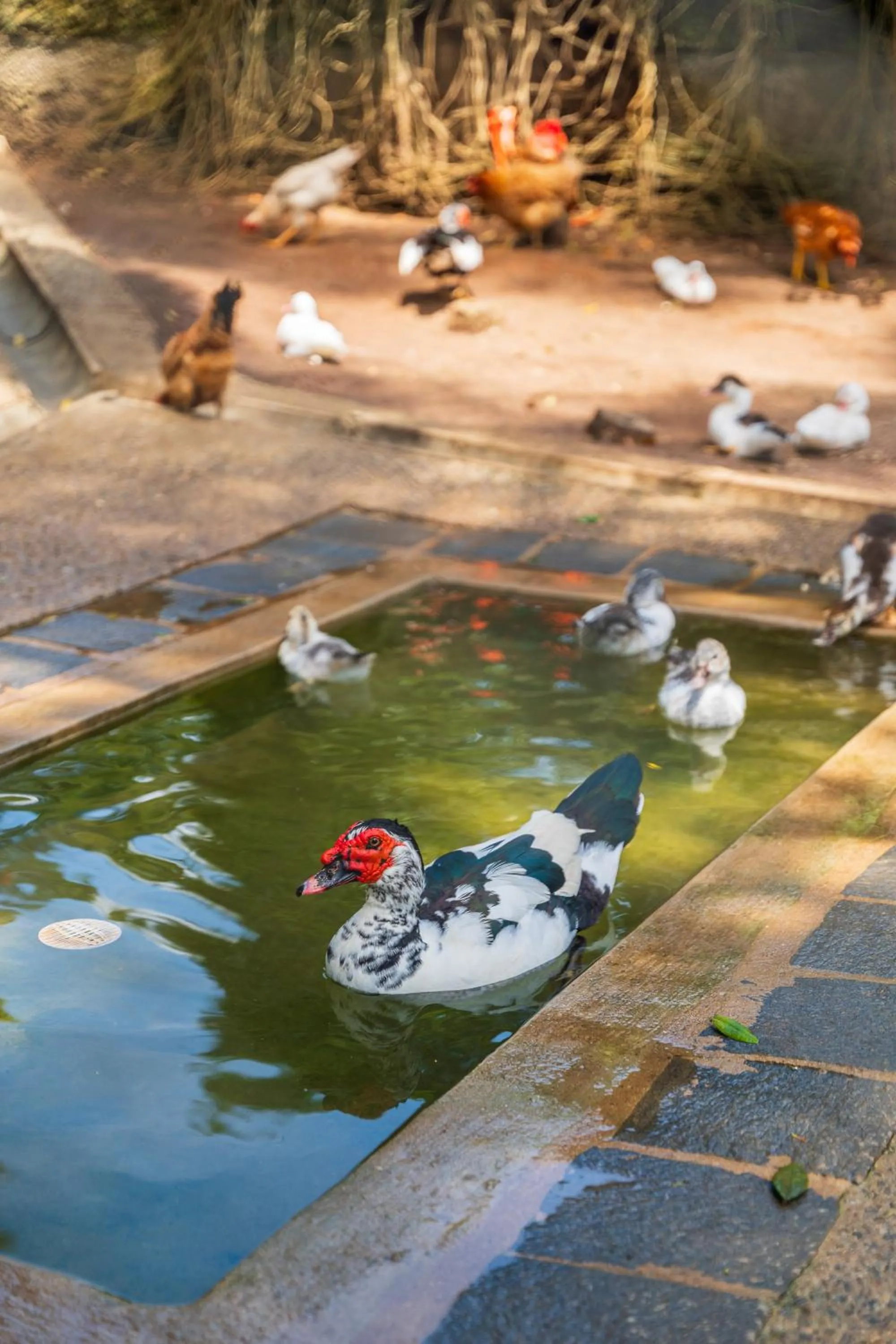 Activities in Pousada Campos dos Holandeses - Campos do Jordao